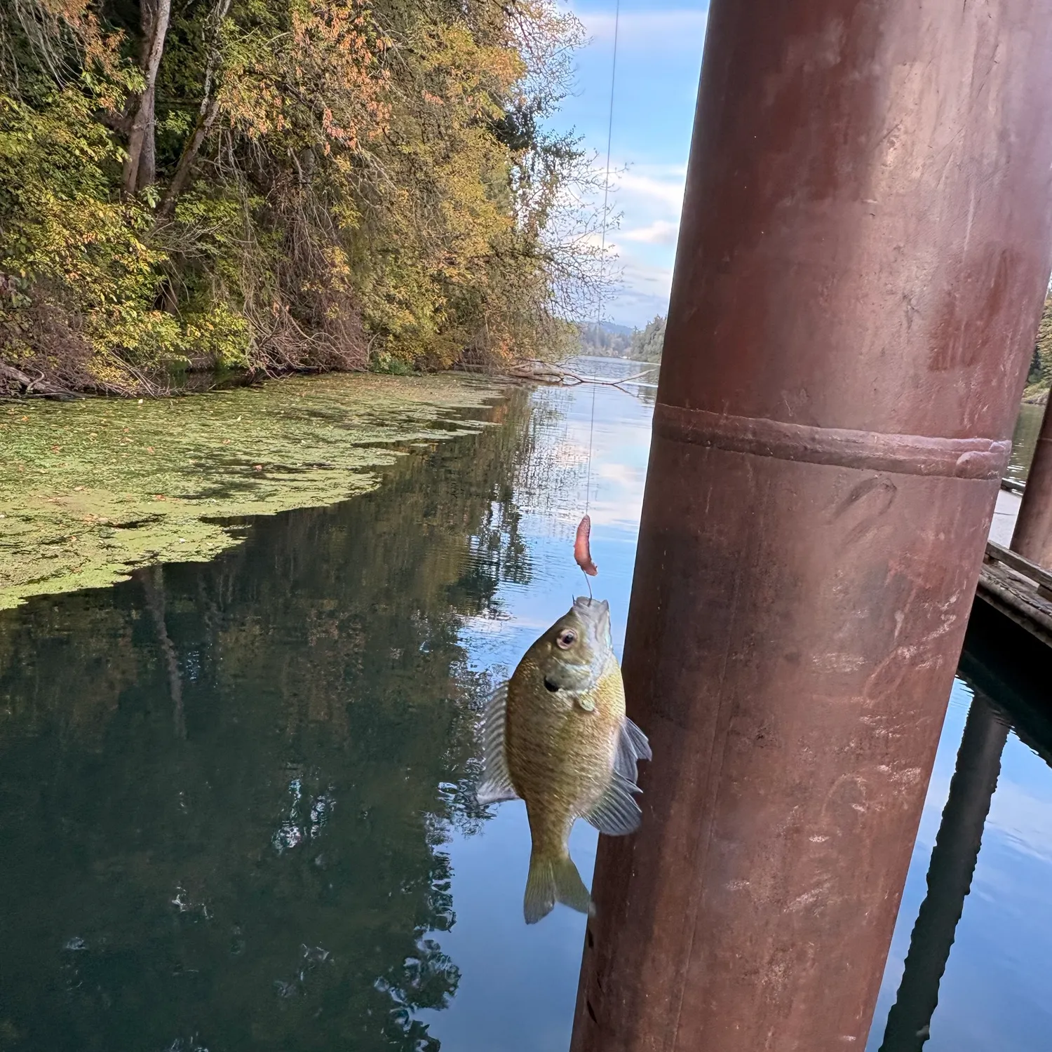 Bluegill caught on Fishbrain