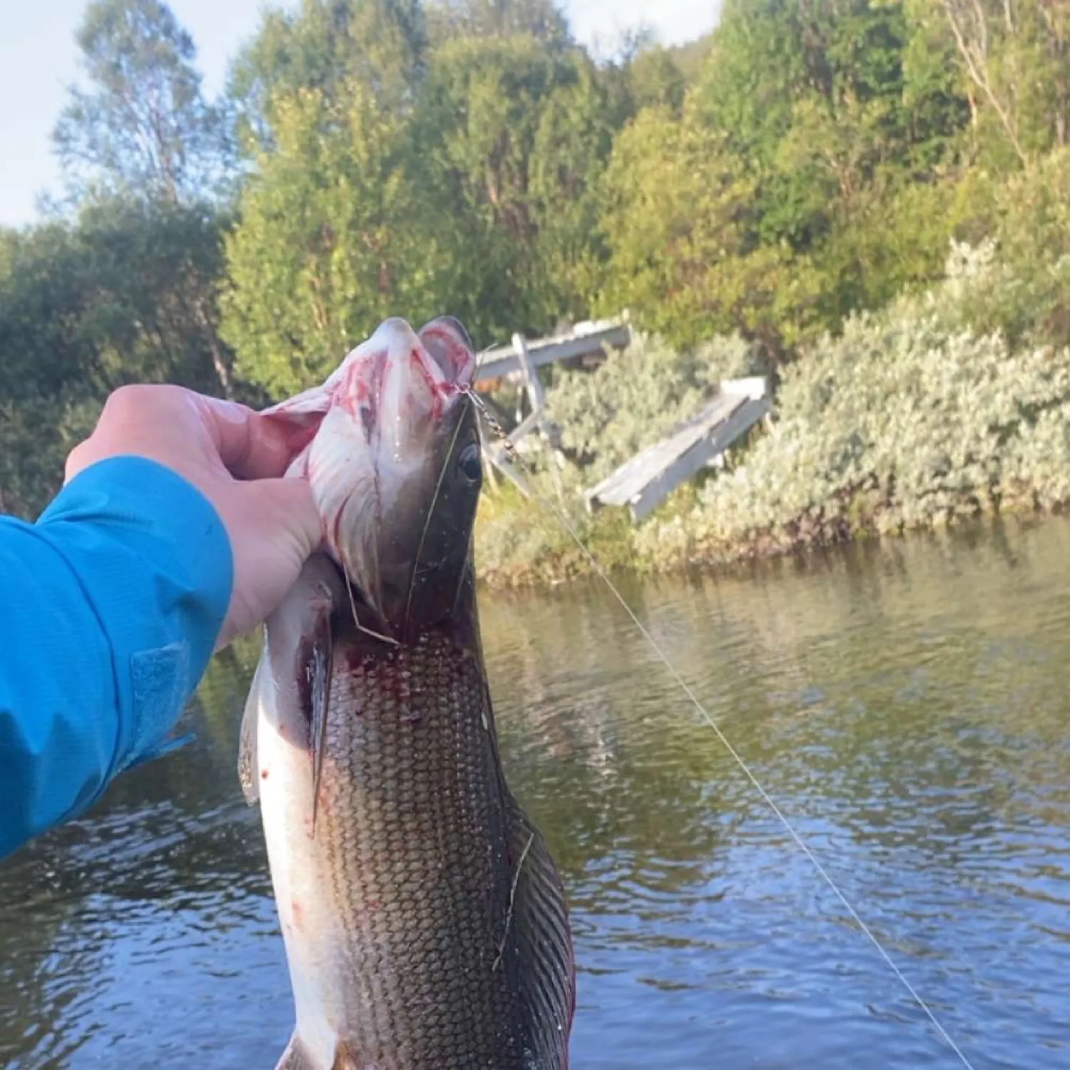 The most recent European grayling catches on Fishbrain