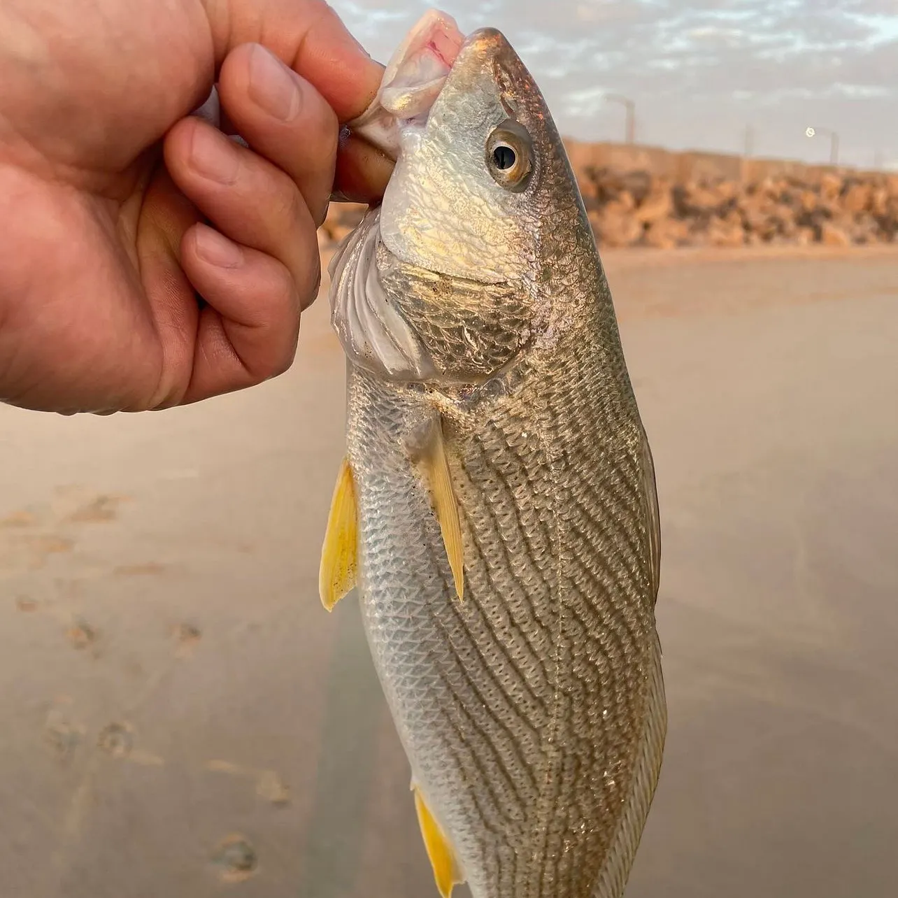 Fish caught on Fishbrain