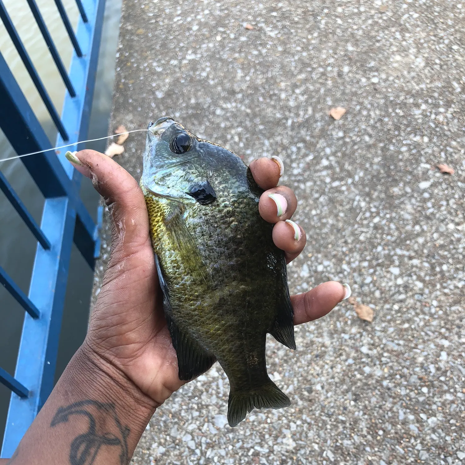 Bluegill caught on Fishbrain