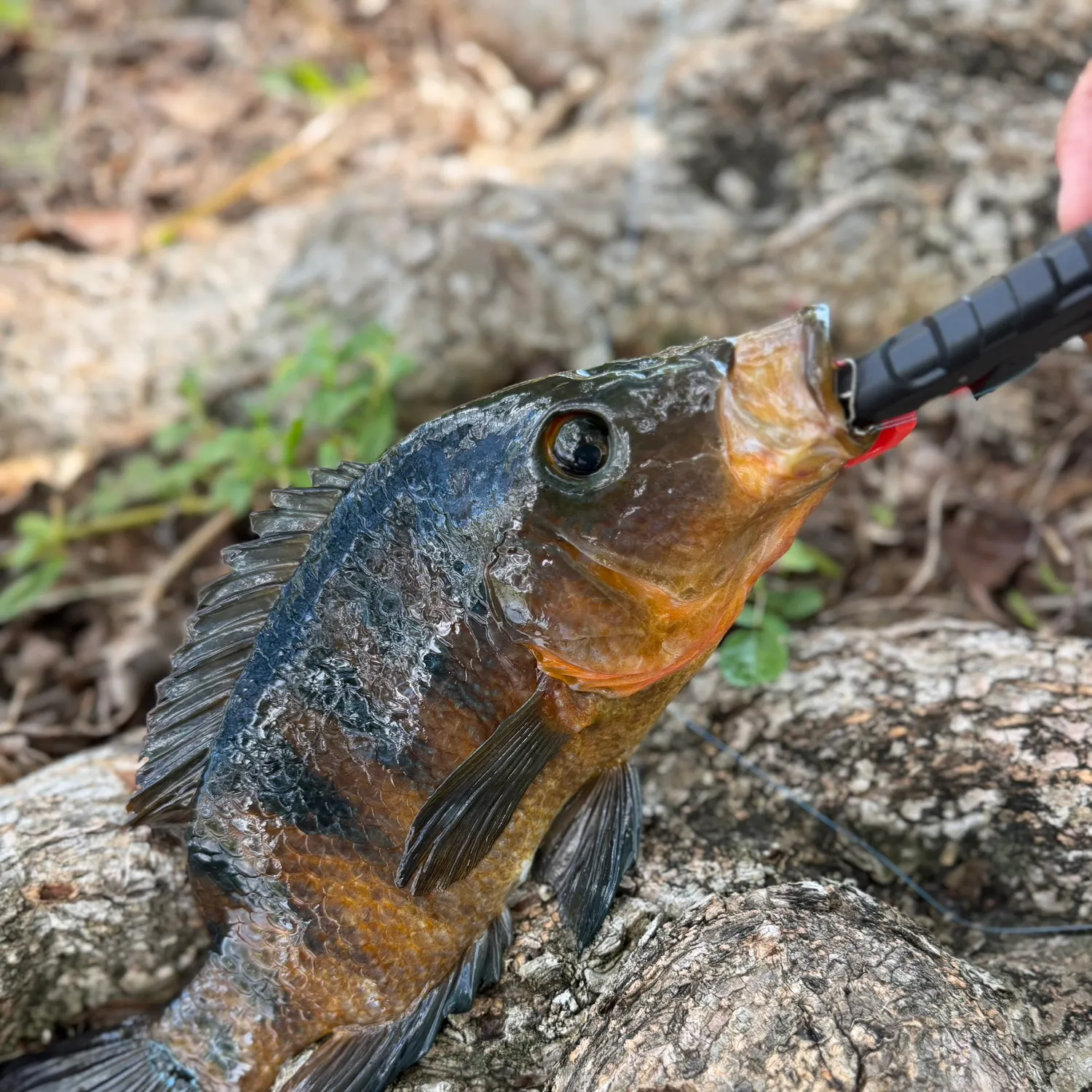 Mayan cichlid caught on Fishbrain