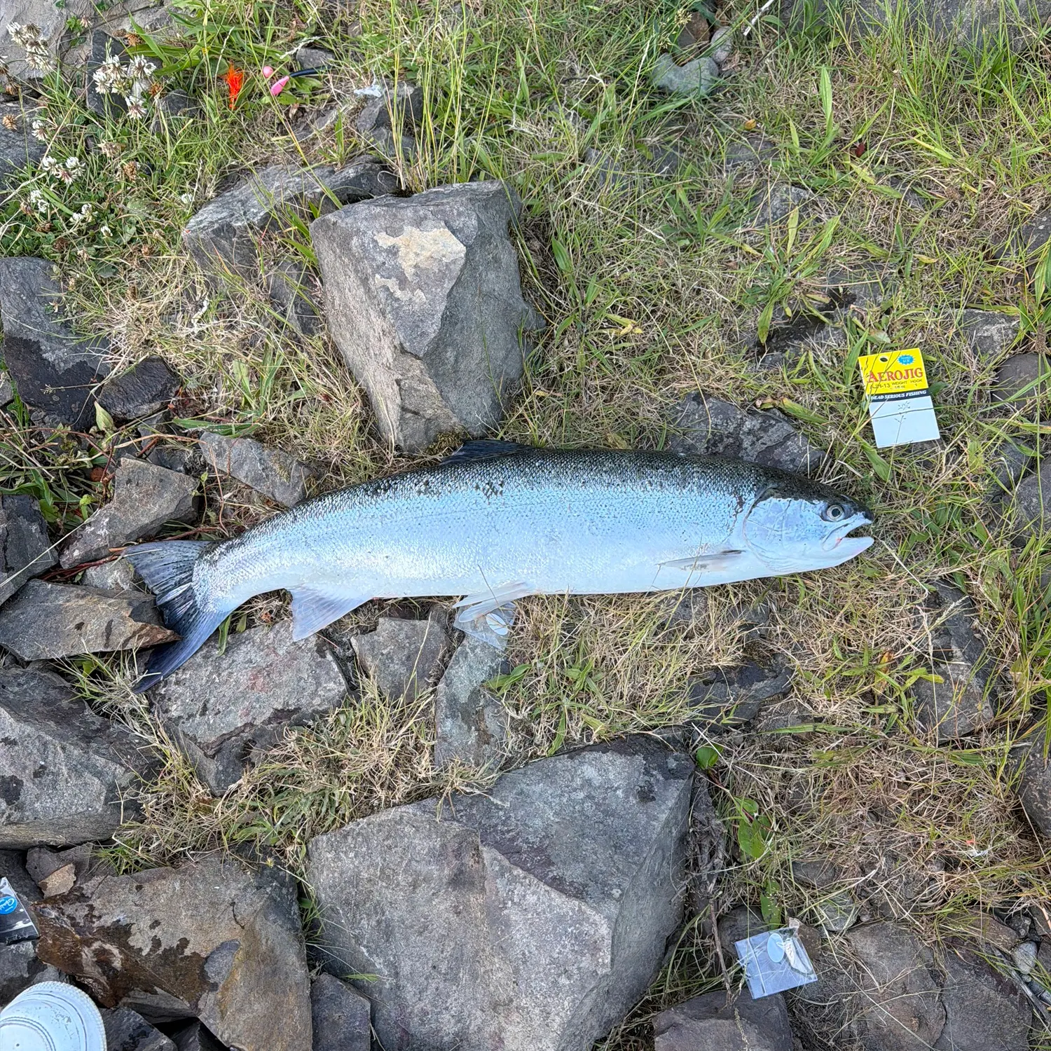The most recent Steelhead catches on Fishbrain