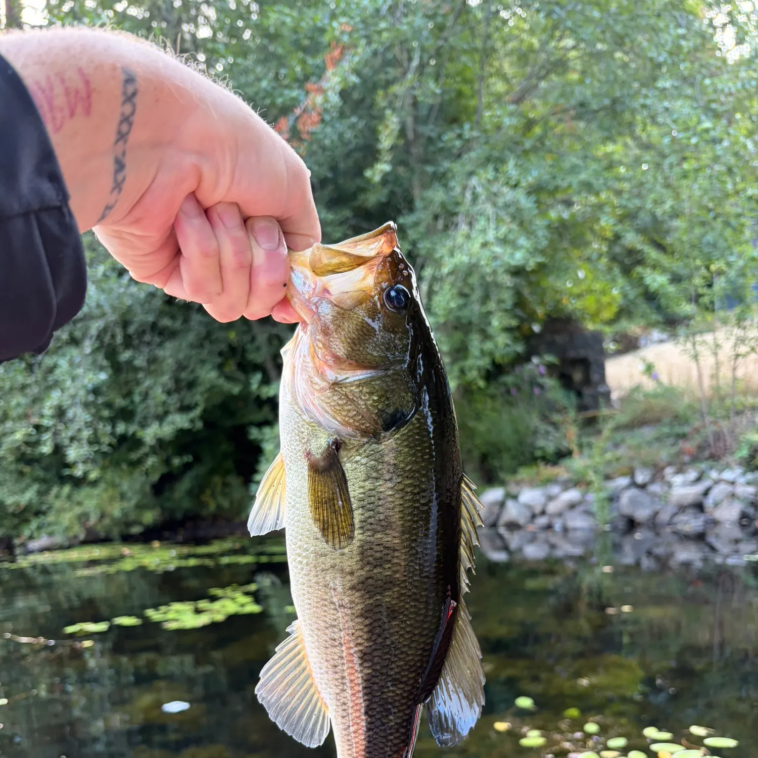 Largemouth bass caught on Fishbrain