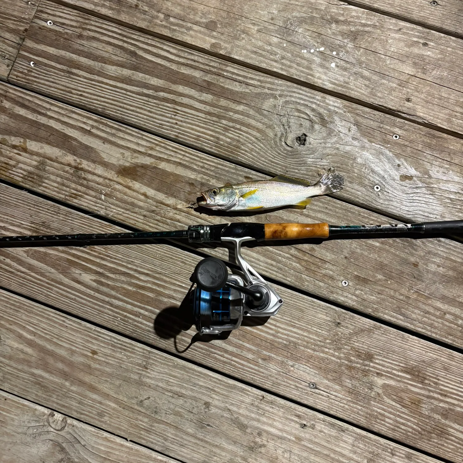 Sand seatrout caught on Fishbrain