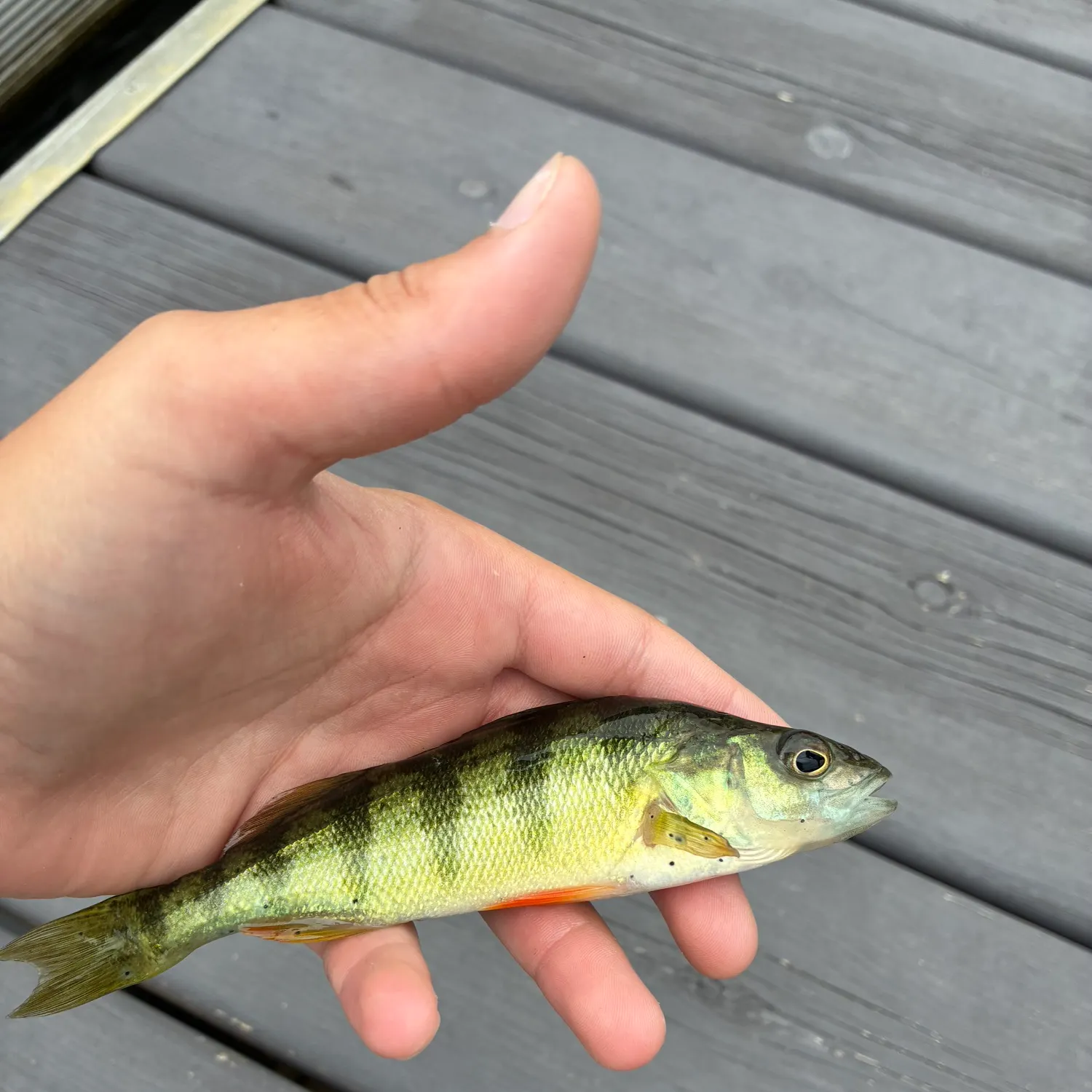 Yellow perch caught on Fishbrain