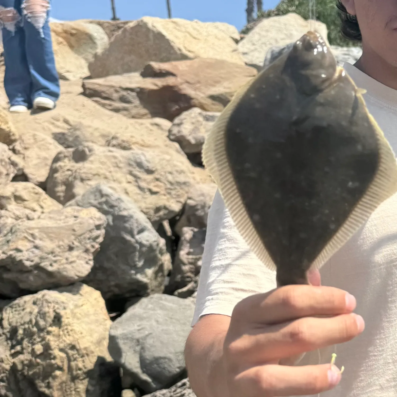 The most recent Turbot catches on Fishbrain