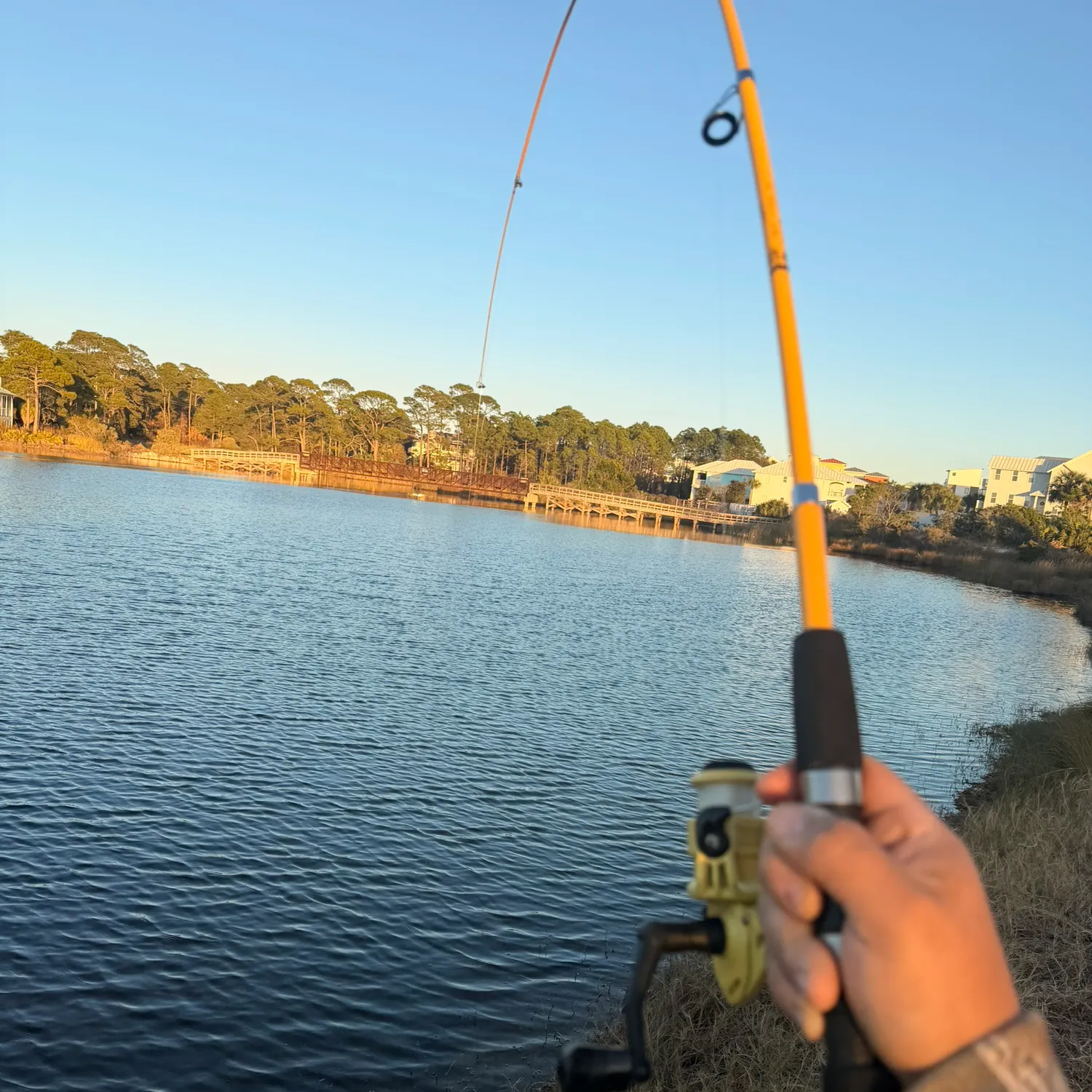 The most recent Red drum catches on Fishbrain
