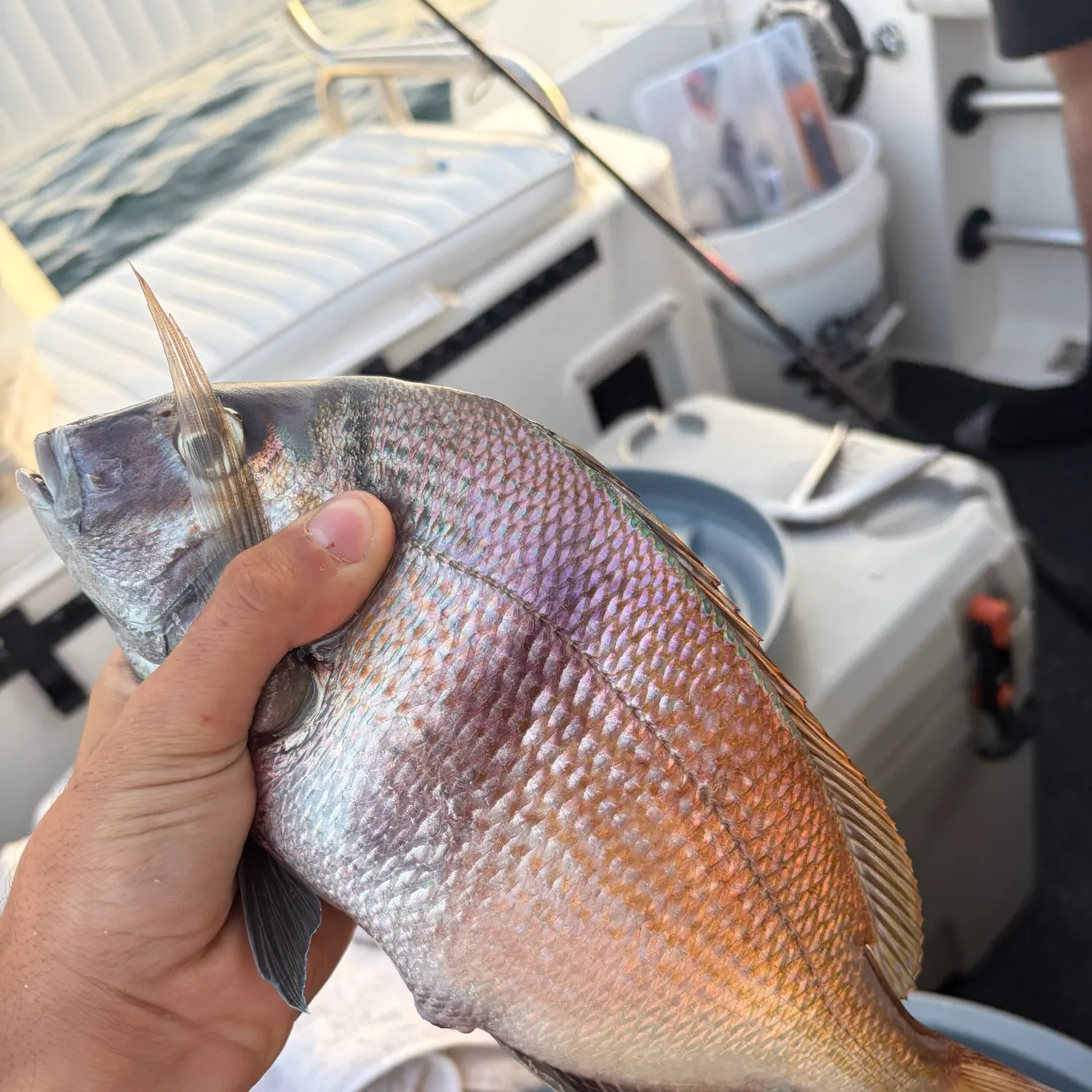 Scup caught on Fishbrain