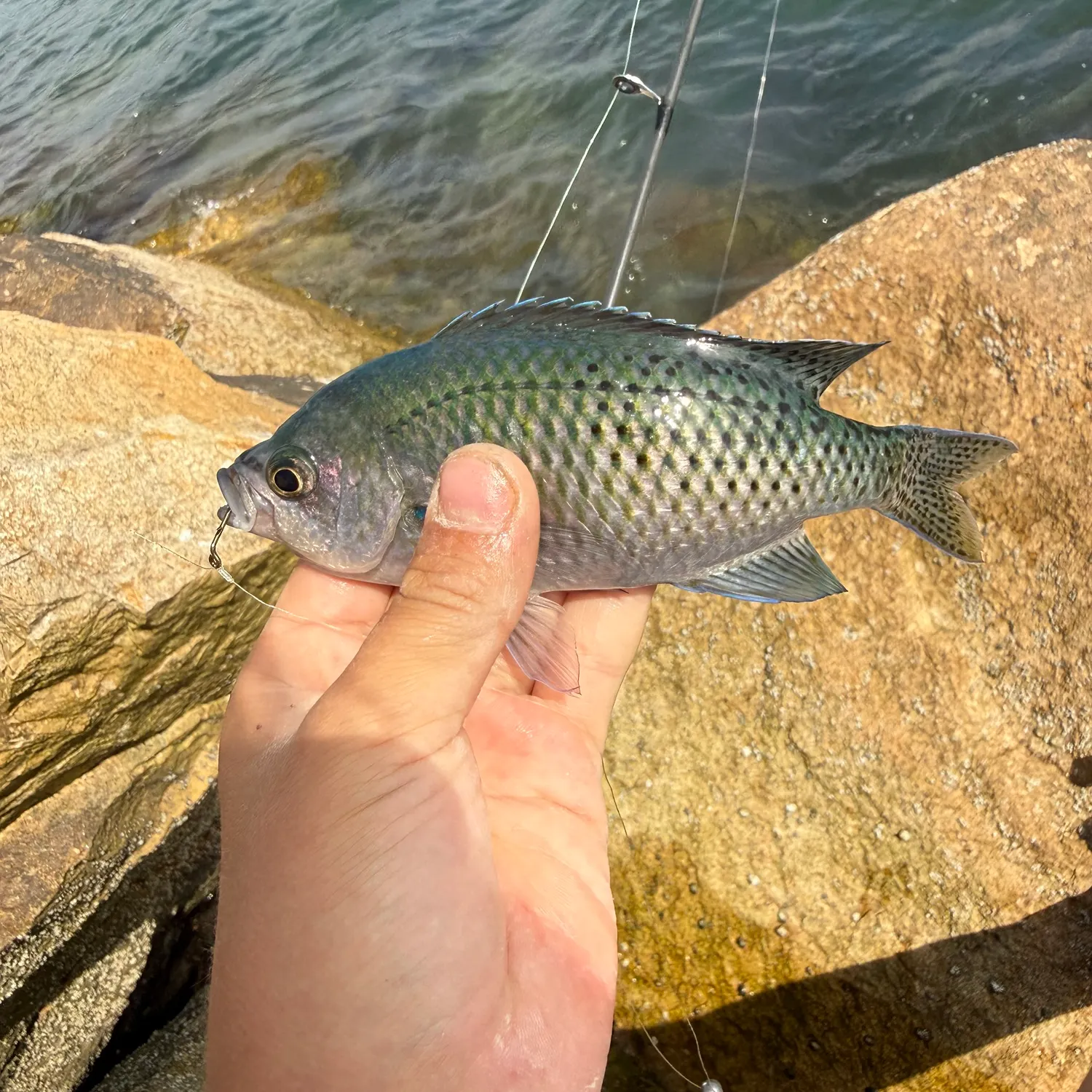 The most recent Blacksmith catches on Fishbrain