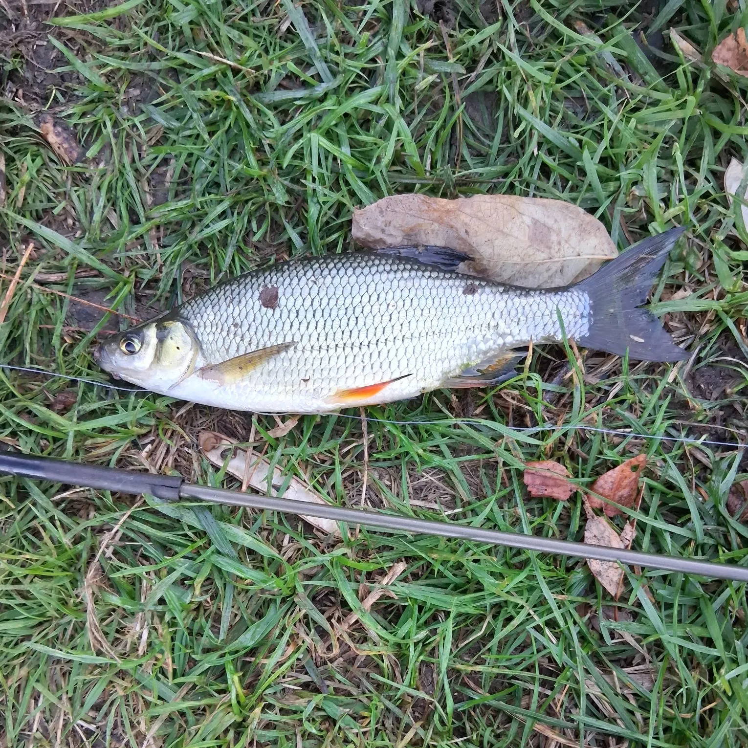 The most recent Golden shiner catches on Fishbrain