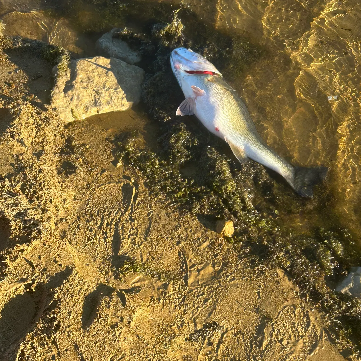 The most recent Crevalle jack catches on Fishbrain