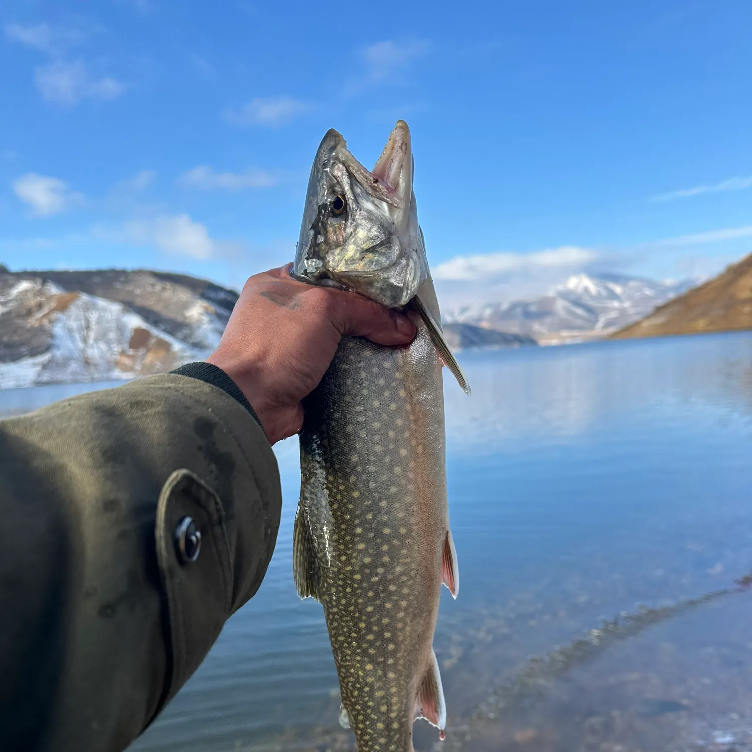 The most recent Splake catches on Fishbrain