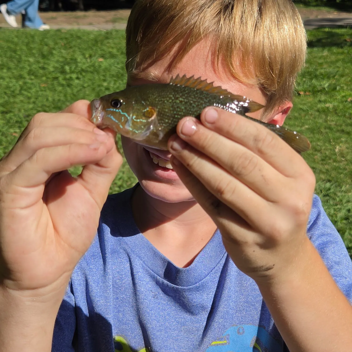Green sunfish caught on Fishbrain