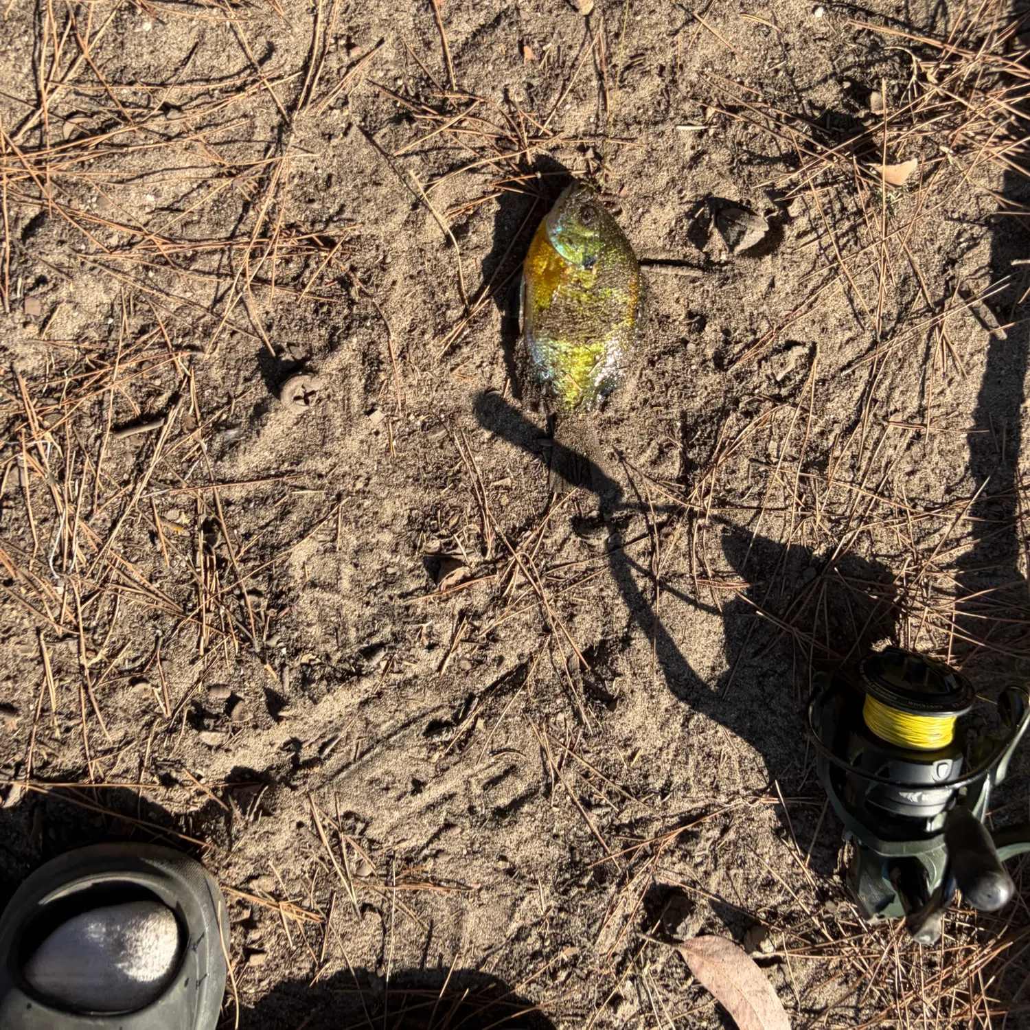 Bluegill caught on Fishbrain