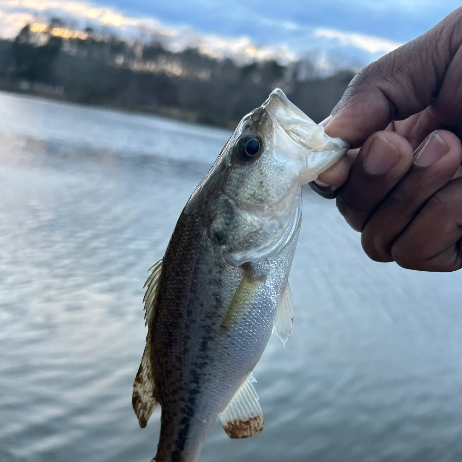 The most recent Spotted bass catches on Fishbrain