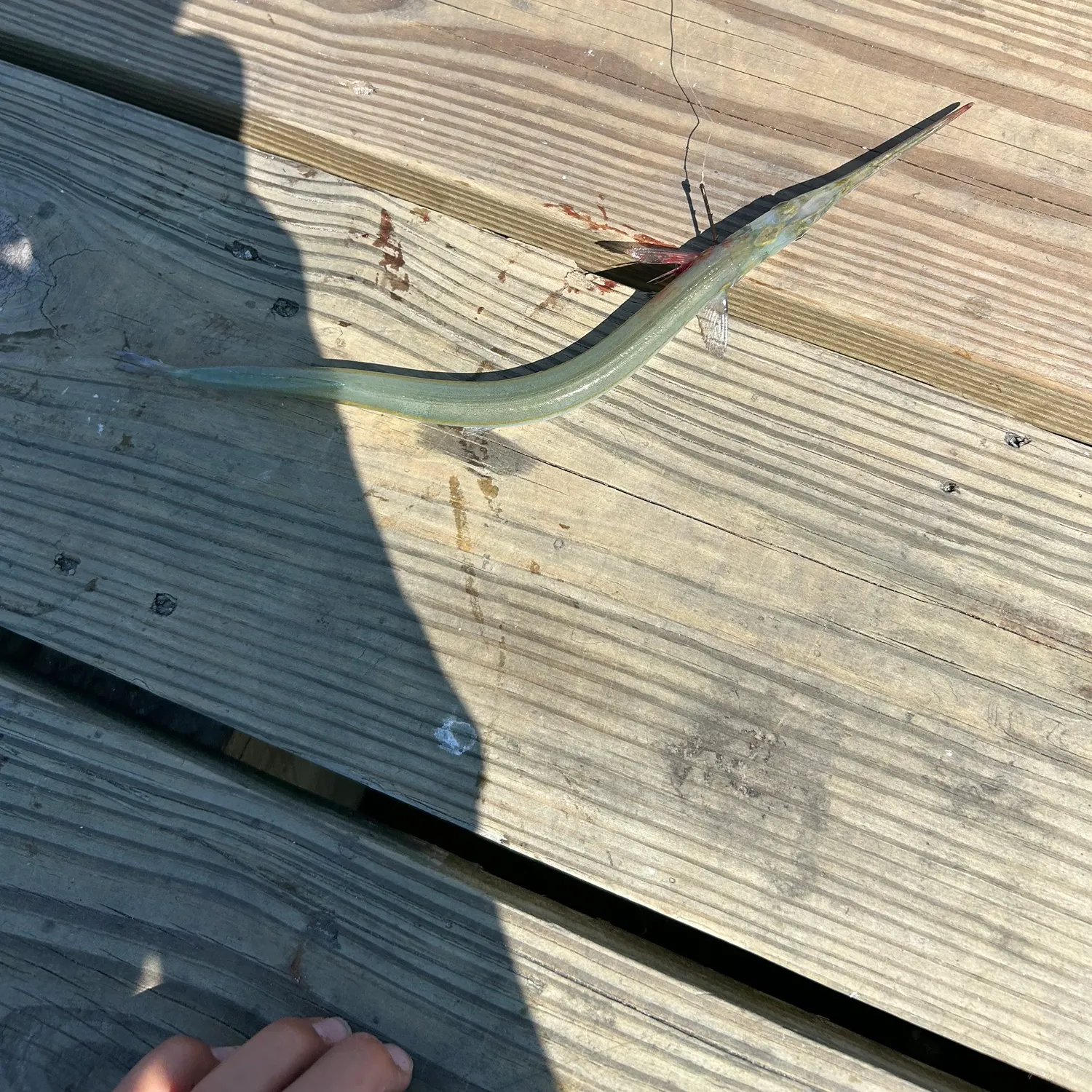 The most recent Atlantic needlefish catches on Fishbrain