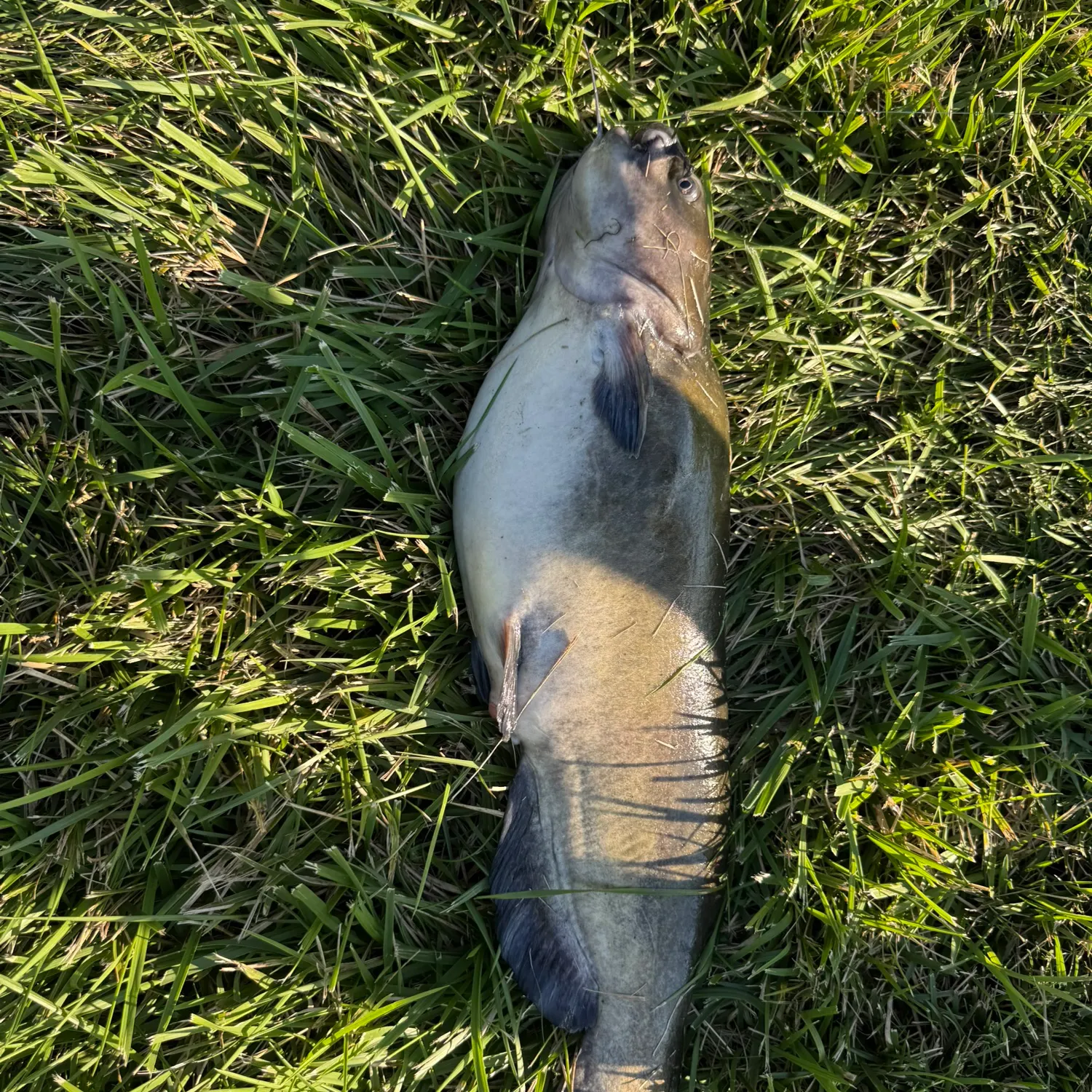 Channel catfish caught on Fishbrain