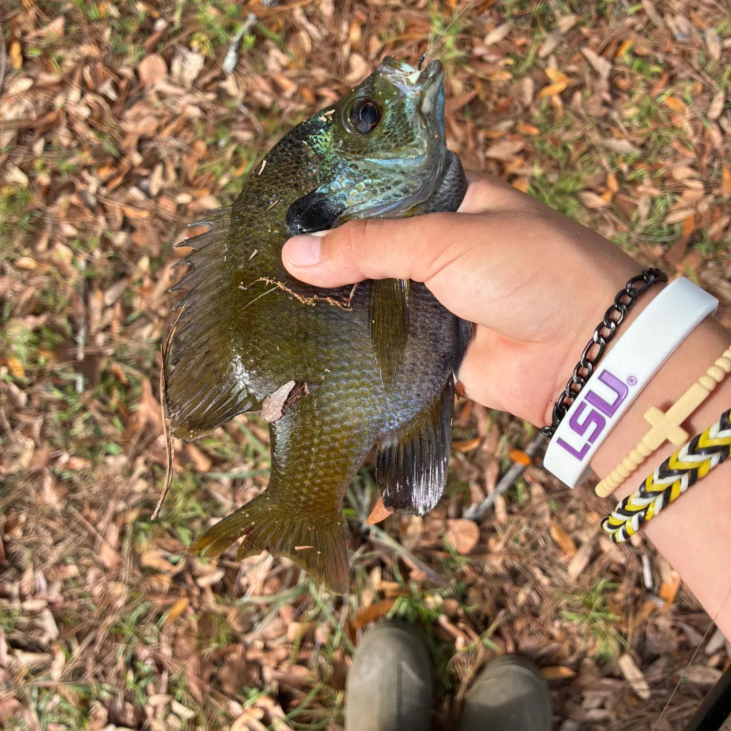 Greengill hybrid caught on Fishbrain