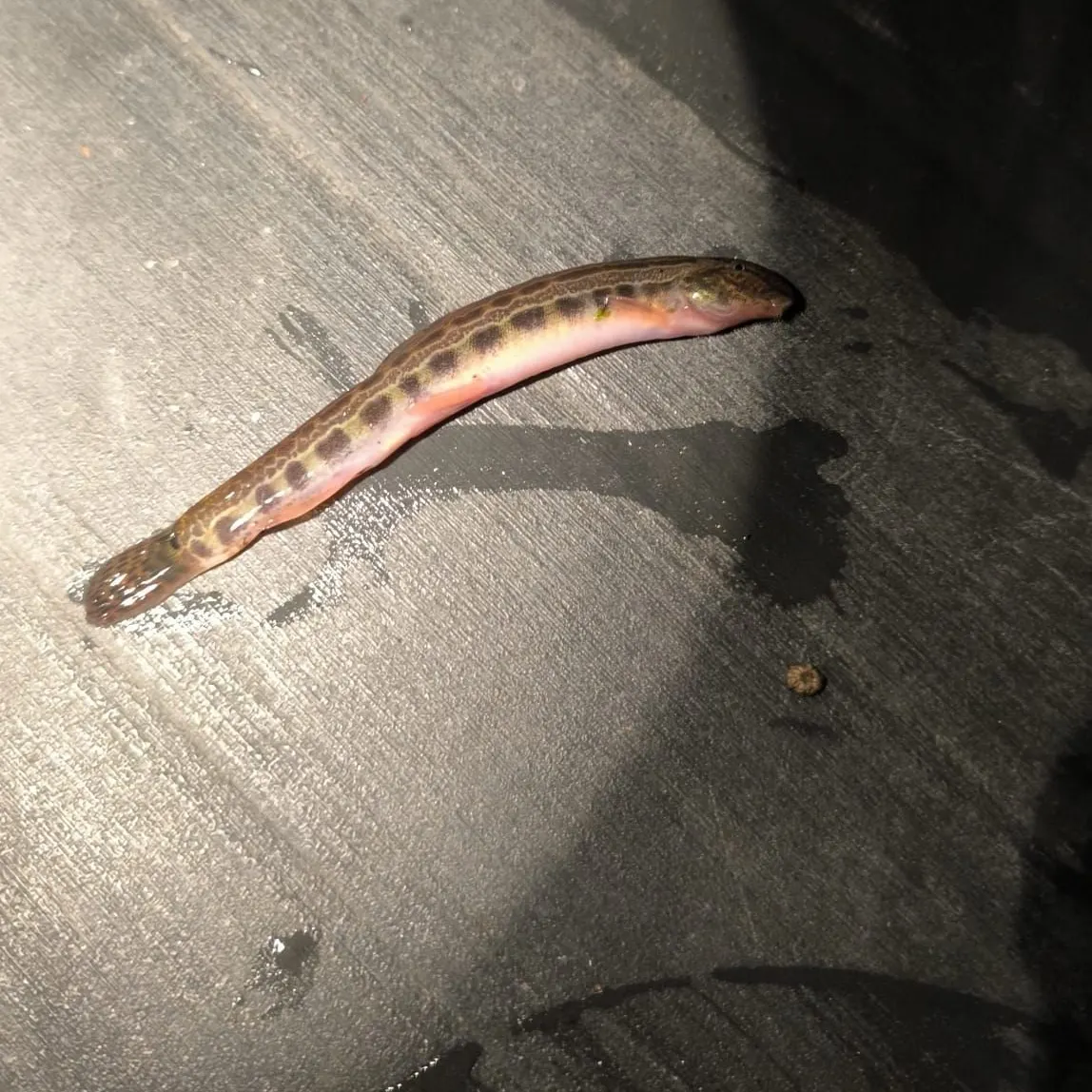 The most recent Cobitis biwae catches on Fishbrain