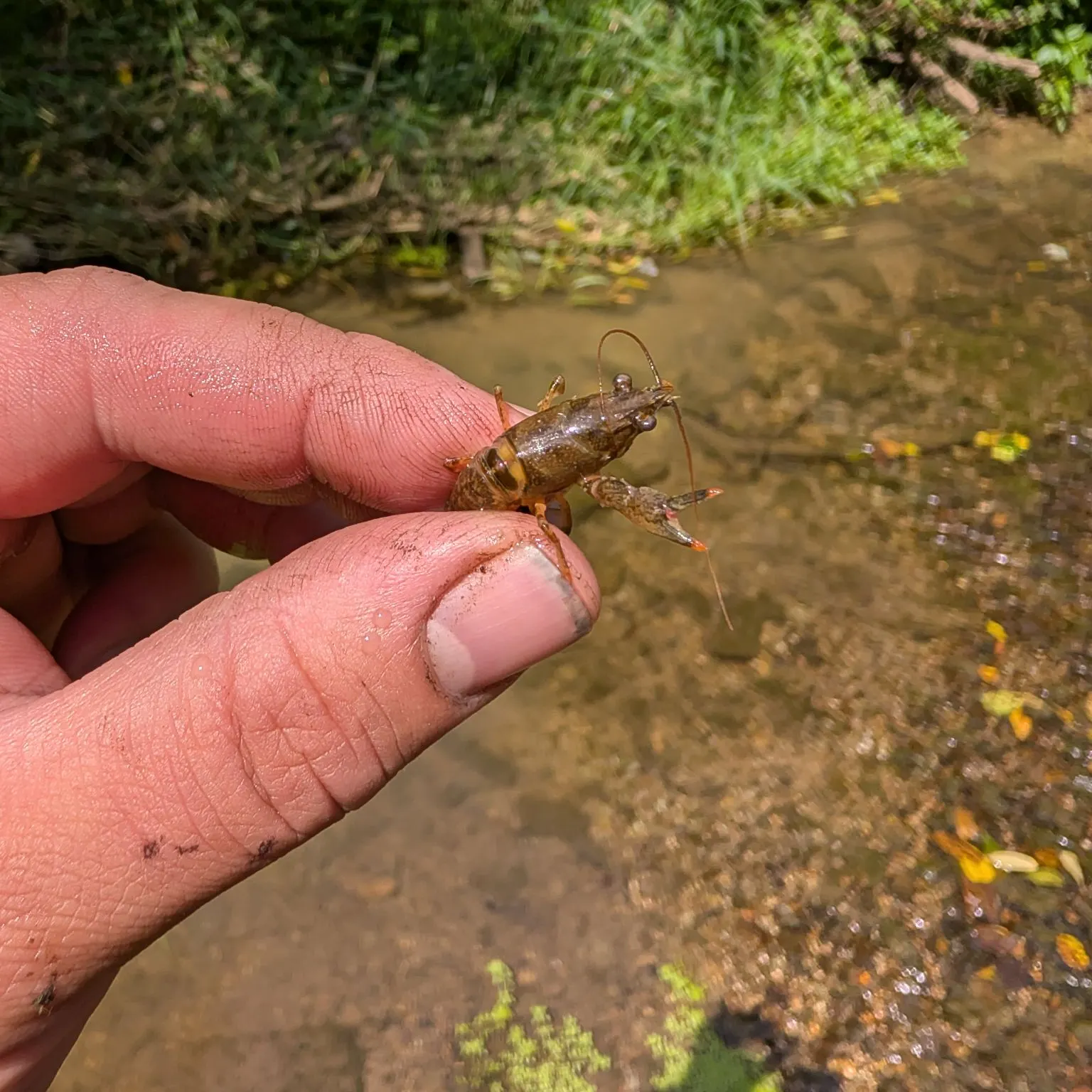 The most recent Allegheny crayfish catches on Fishbrain