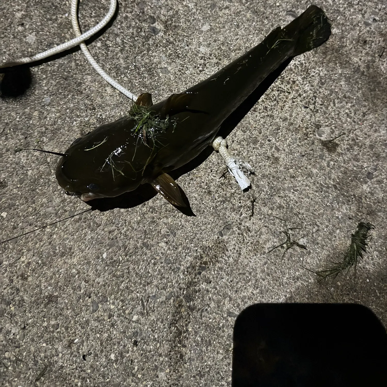Black bullhead caught on Fishbrain
