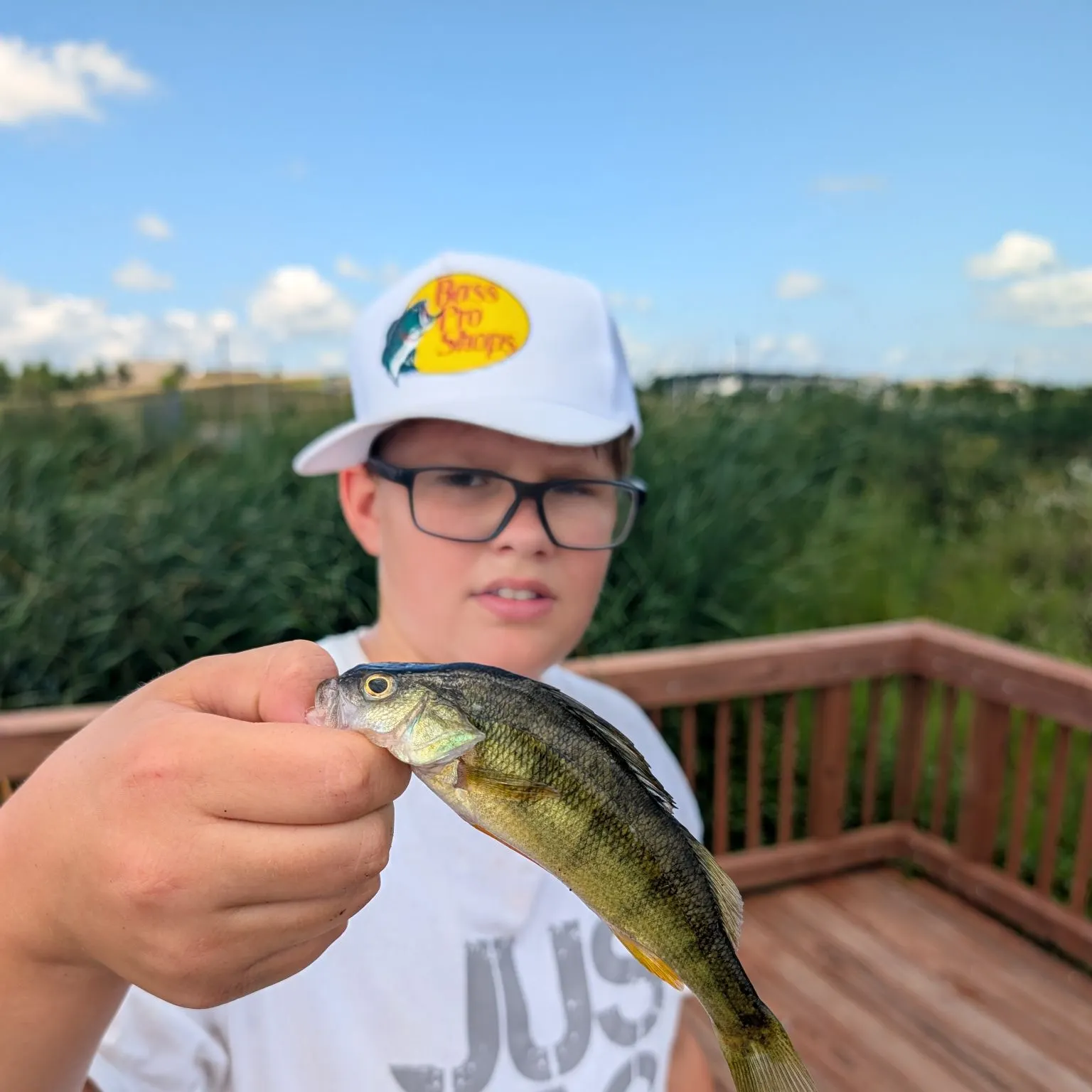 Yellow perch caught on Fishbrain