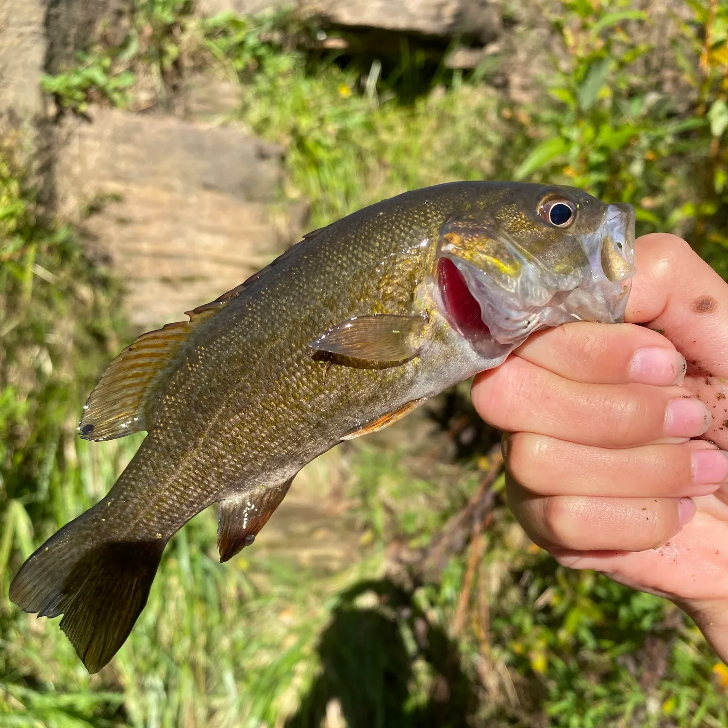 Smallmouth bass caught on Fishbrain