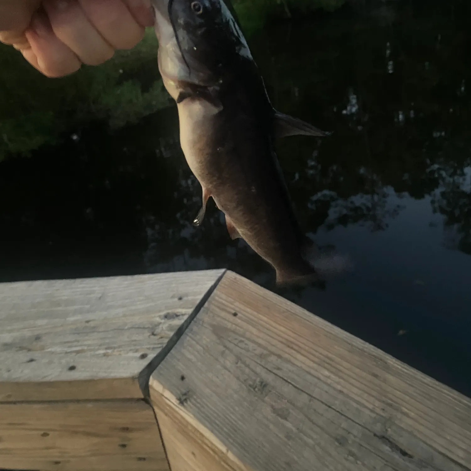 White bullhead caught on Fishbrain