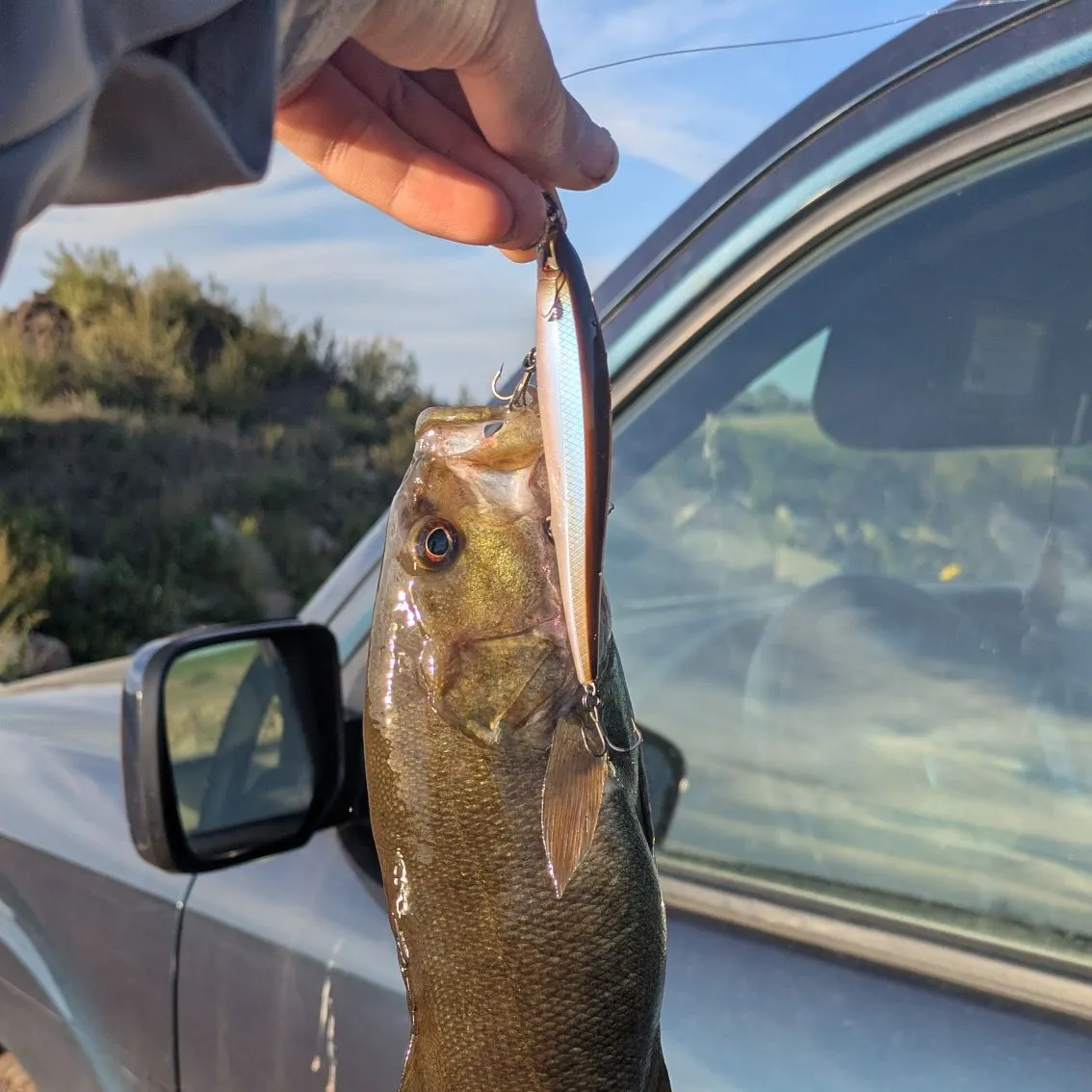 Smallmouth bass caught on Fishbrain