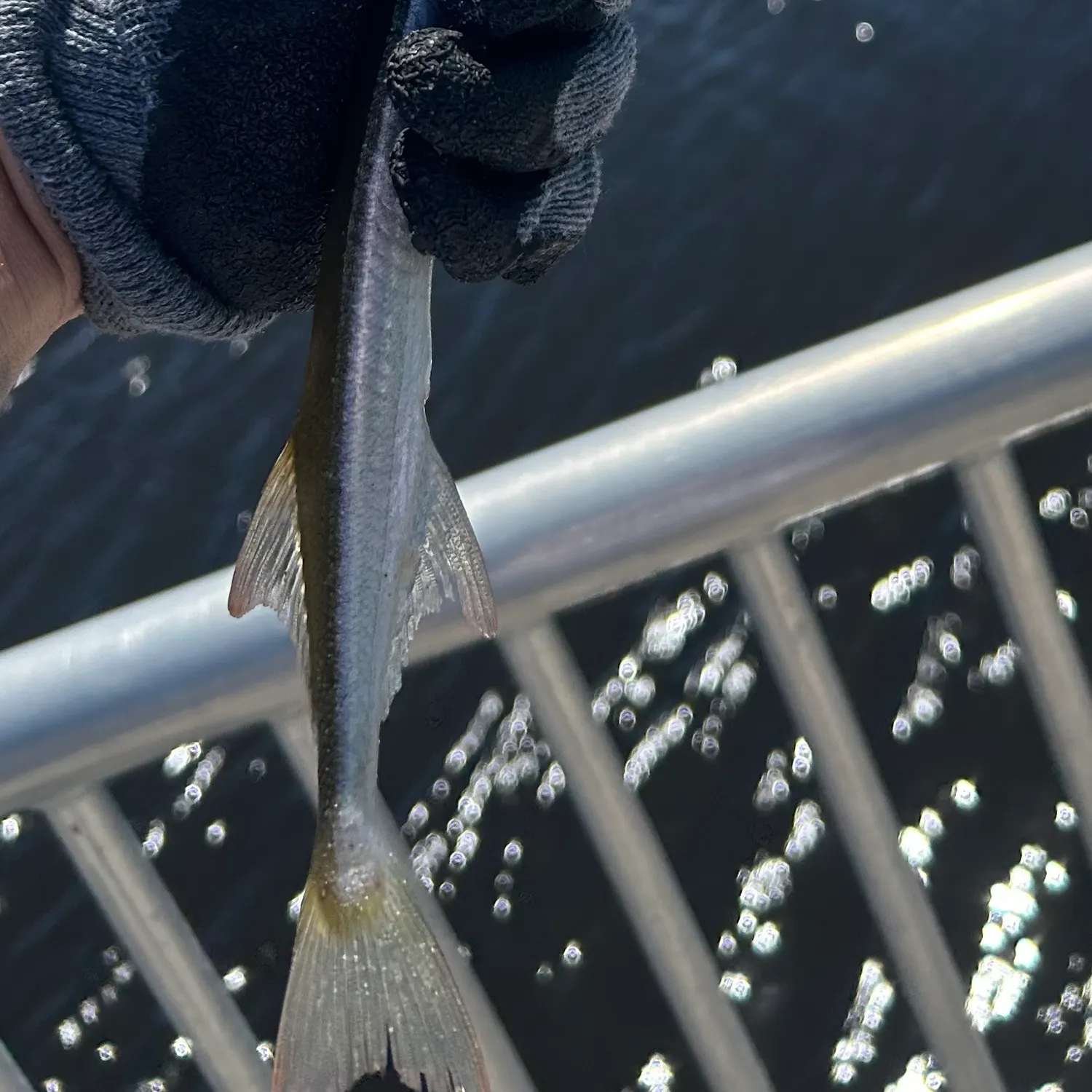 The most recent Flat needlefish catches on Fishbrain