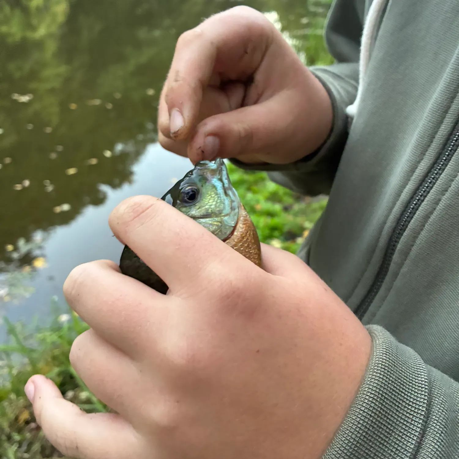Bluegill caught on Fishbrain