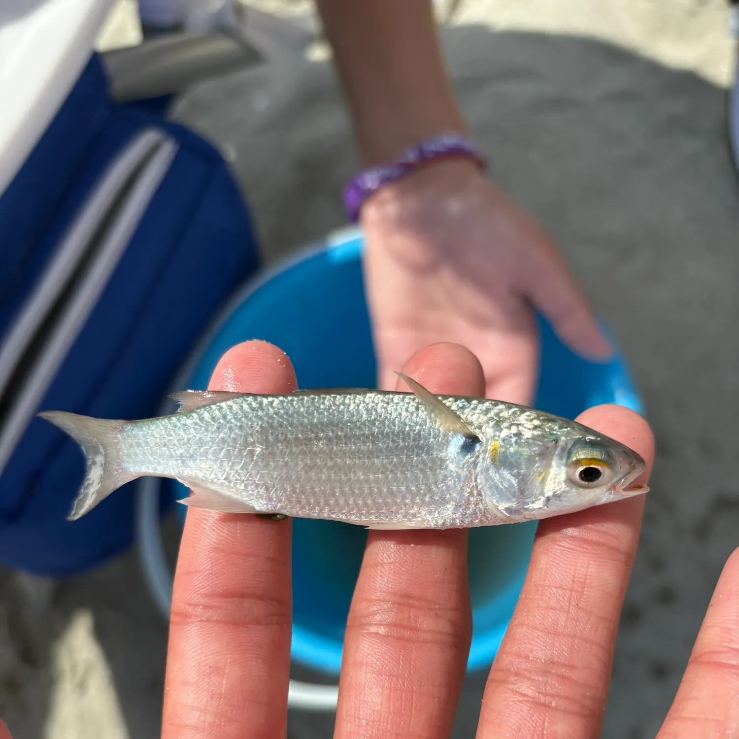 The most recent Silver mullet catches on Fishbrain