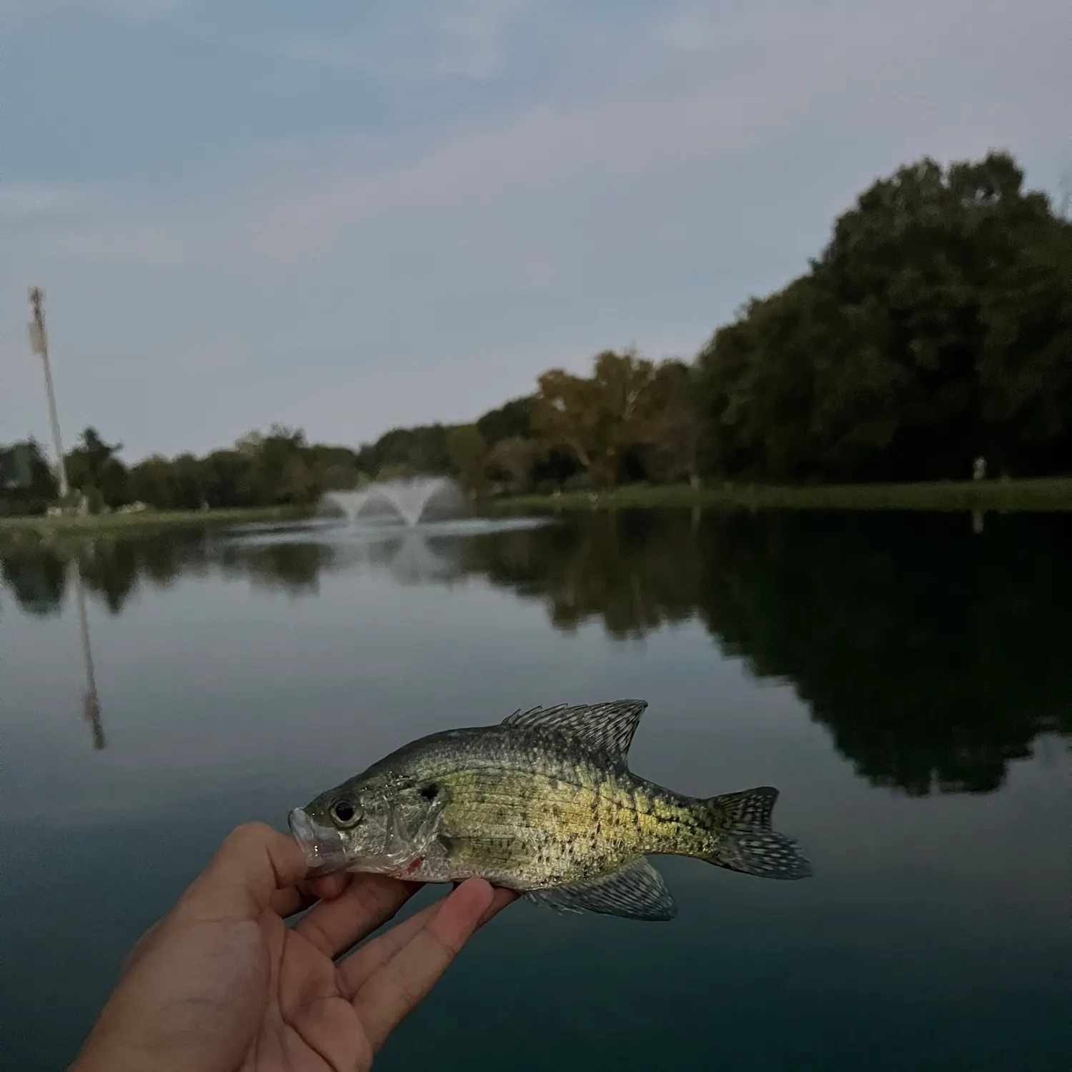 White crappie caught on Fishbrain