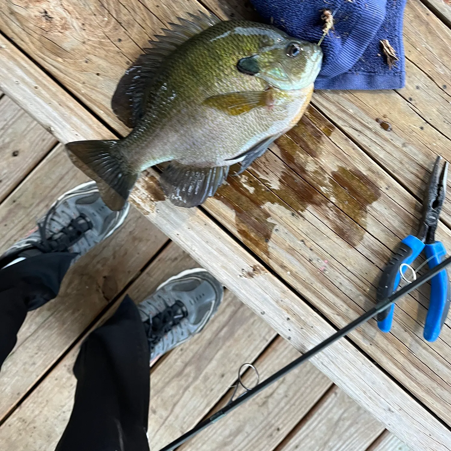 recently logged catches