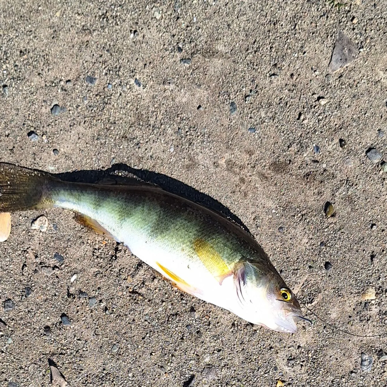 Yellow perch caught on Fishbrain