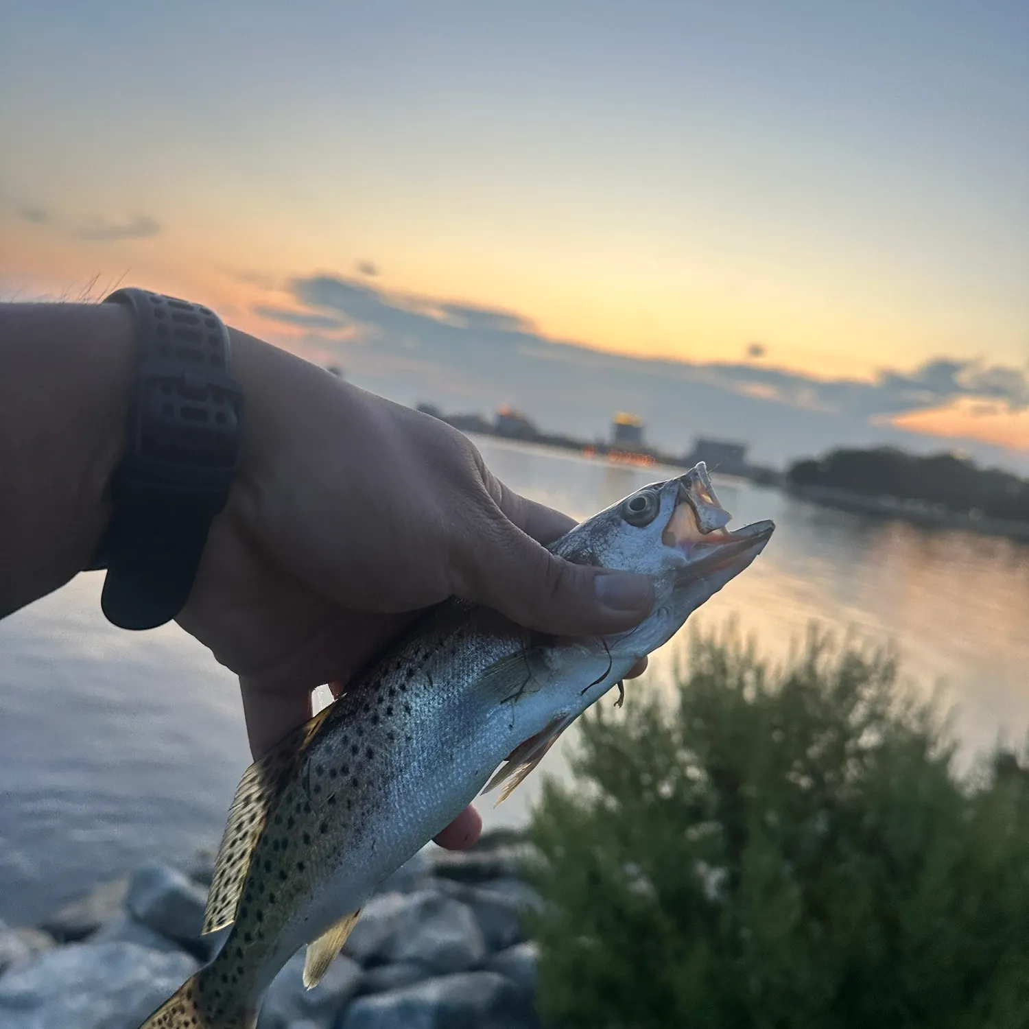 Spotted seatrout caught on Fishbrain