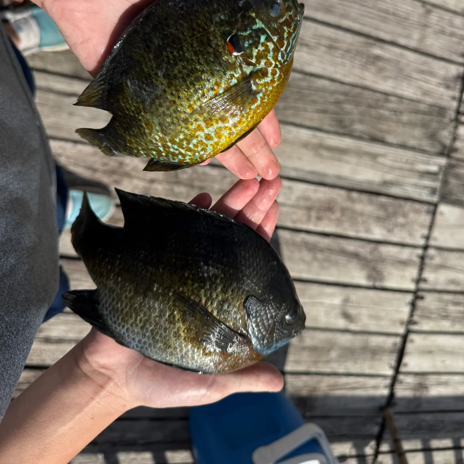 recently logged catches