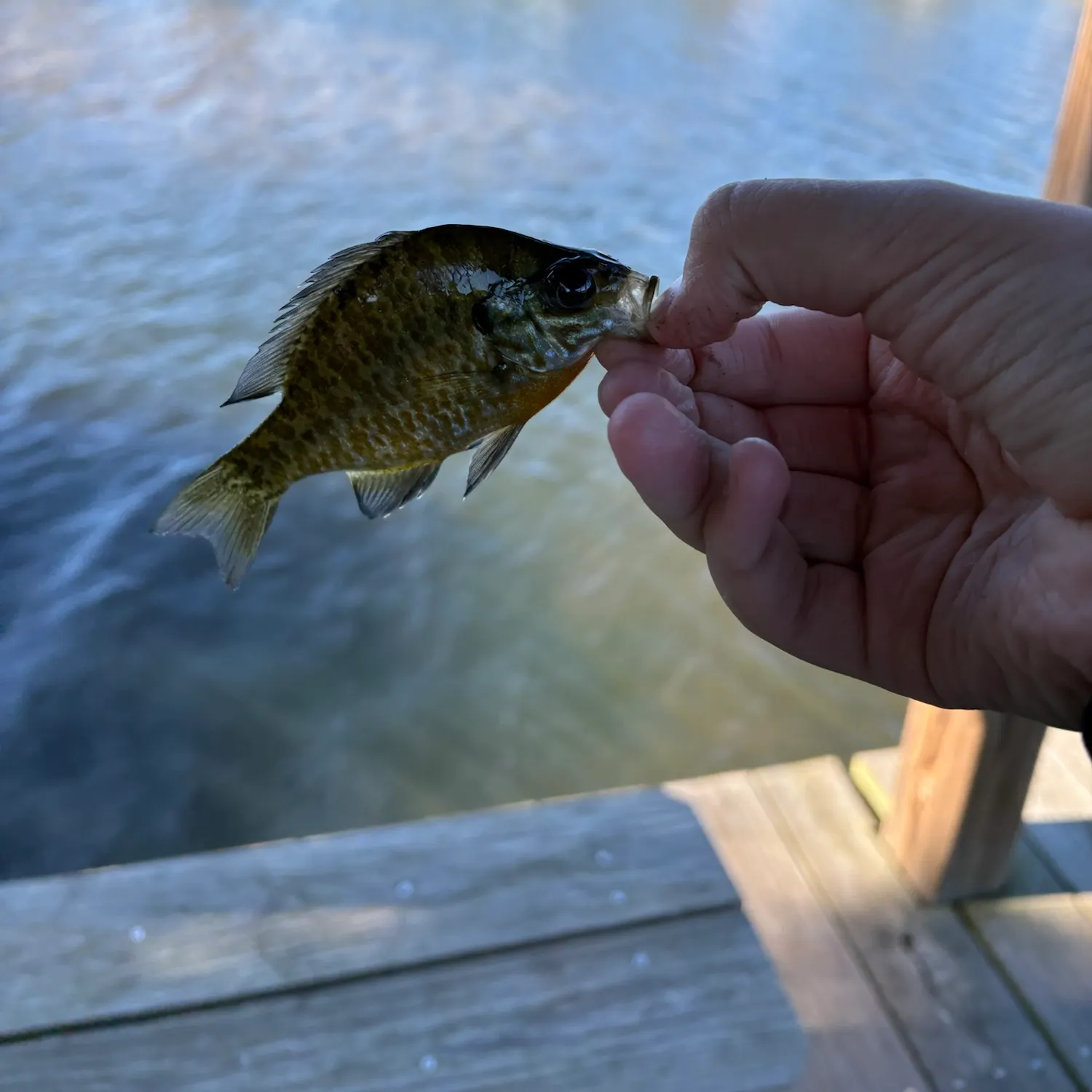 Pumpkinseed caught on Fishbrain