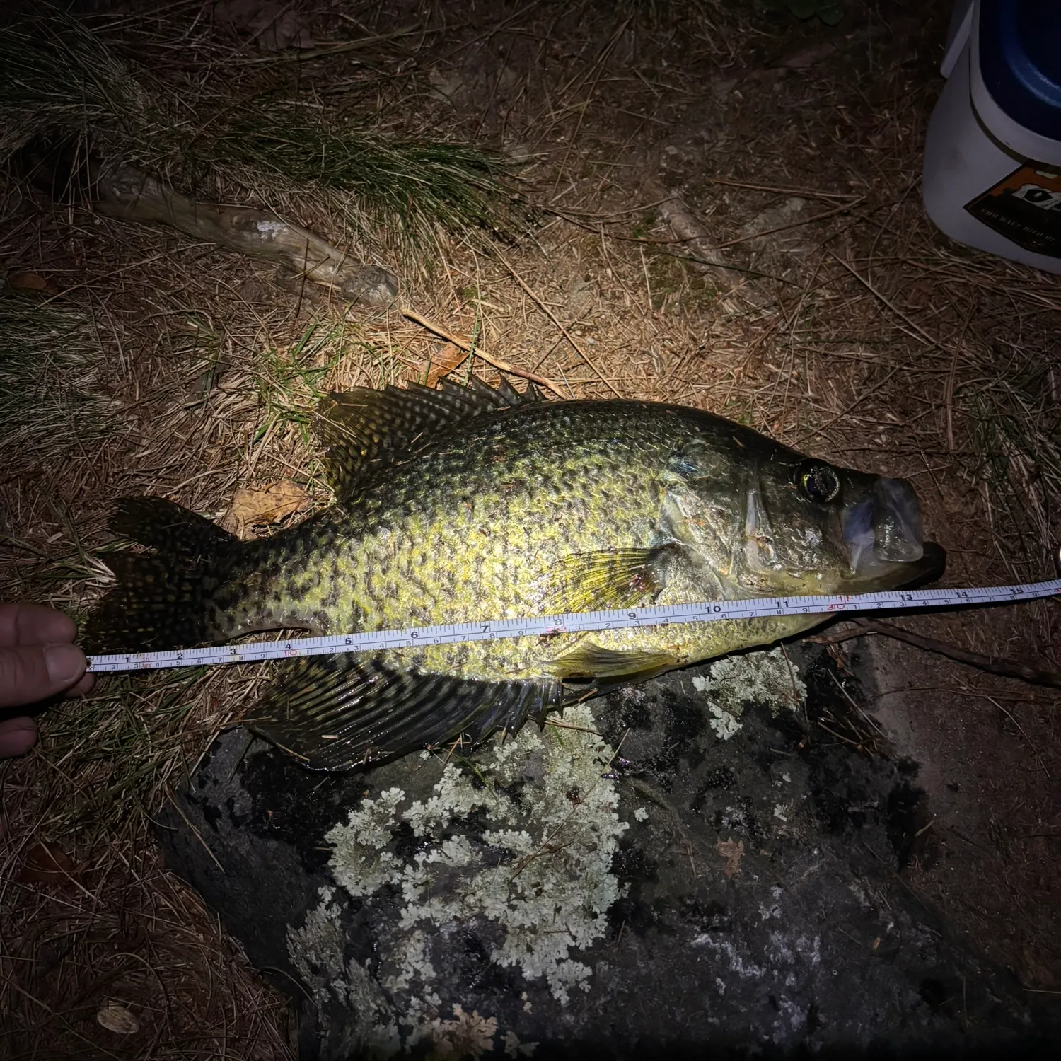 Black crappie caught on Fishbrain