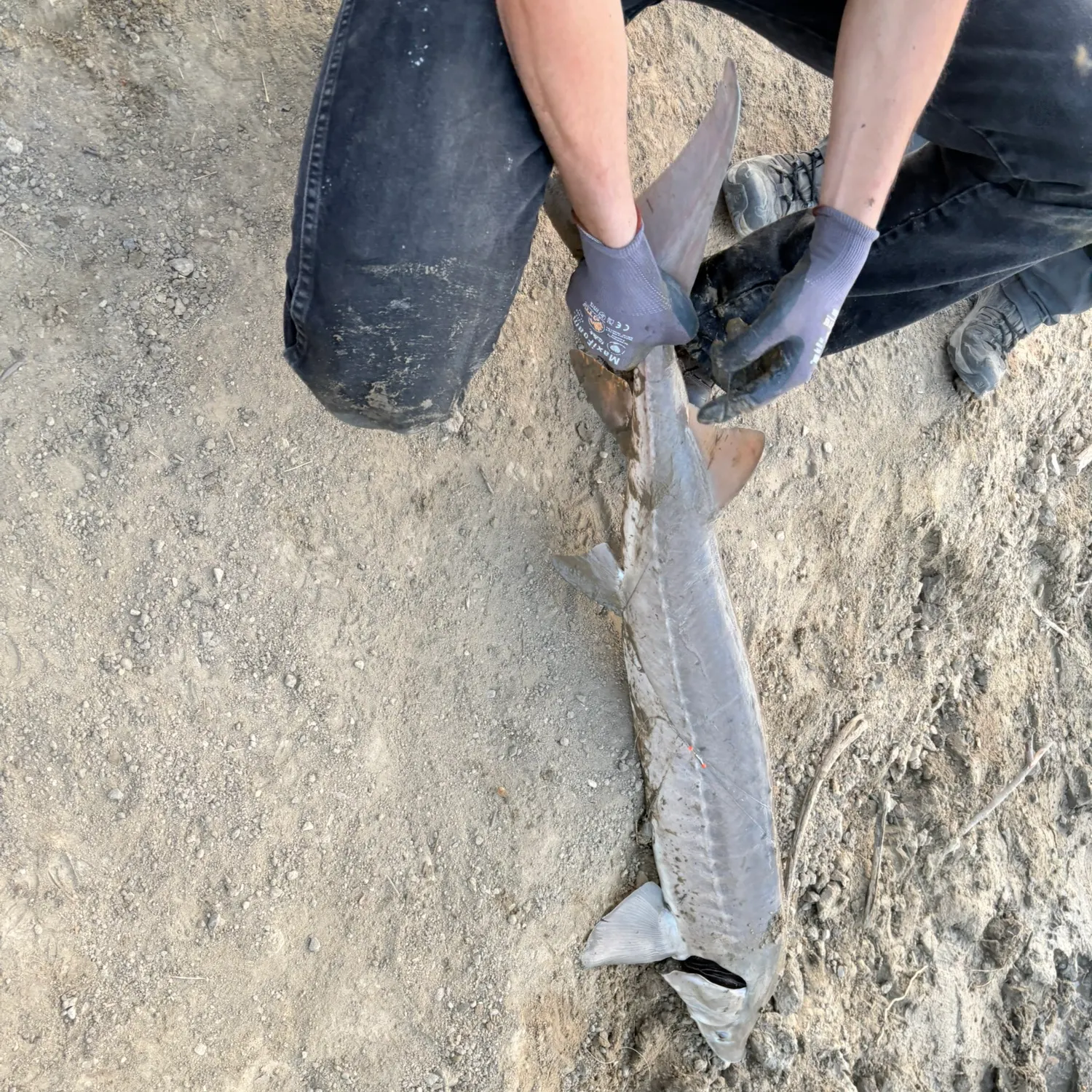 The most recent Lake sturgeon catches on Fishbrain