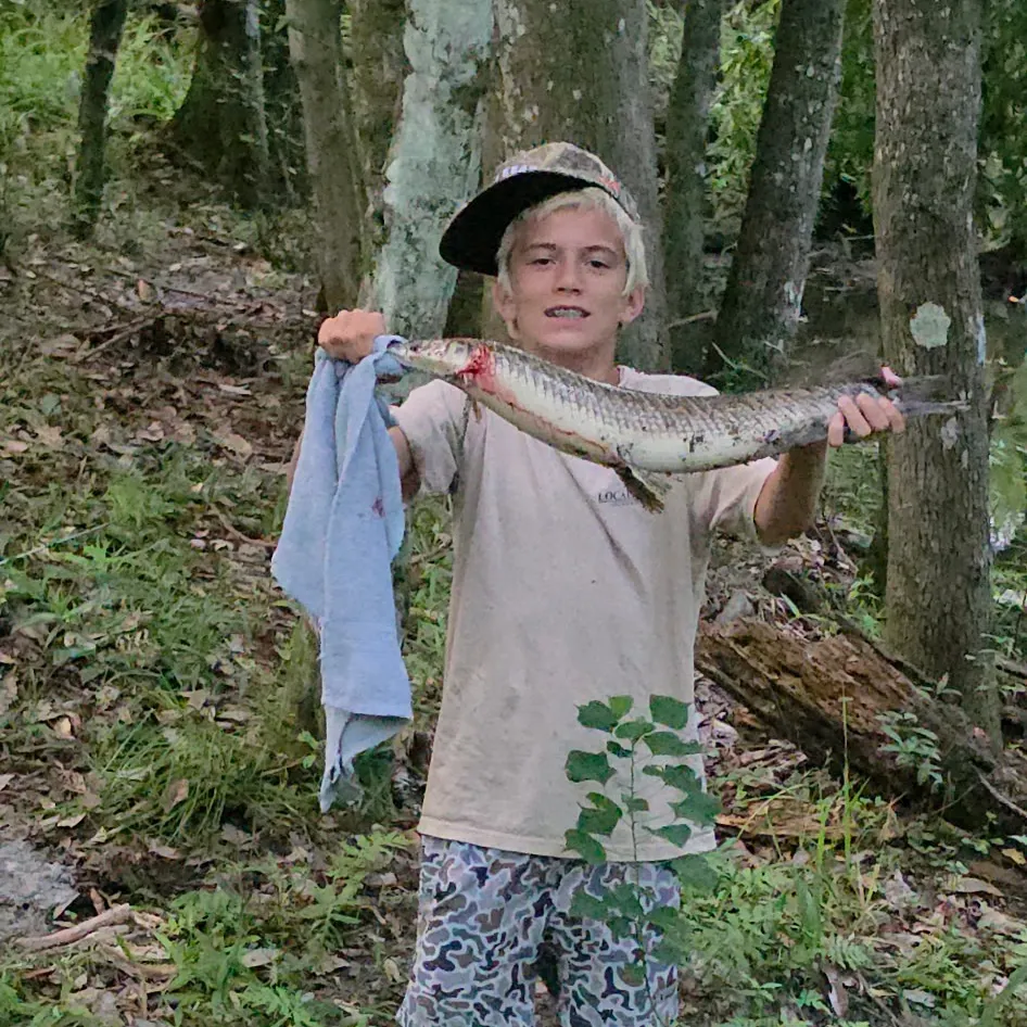 The most recent Longnose gar catches on Fishbrain