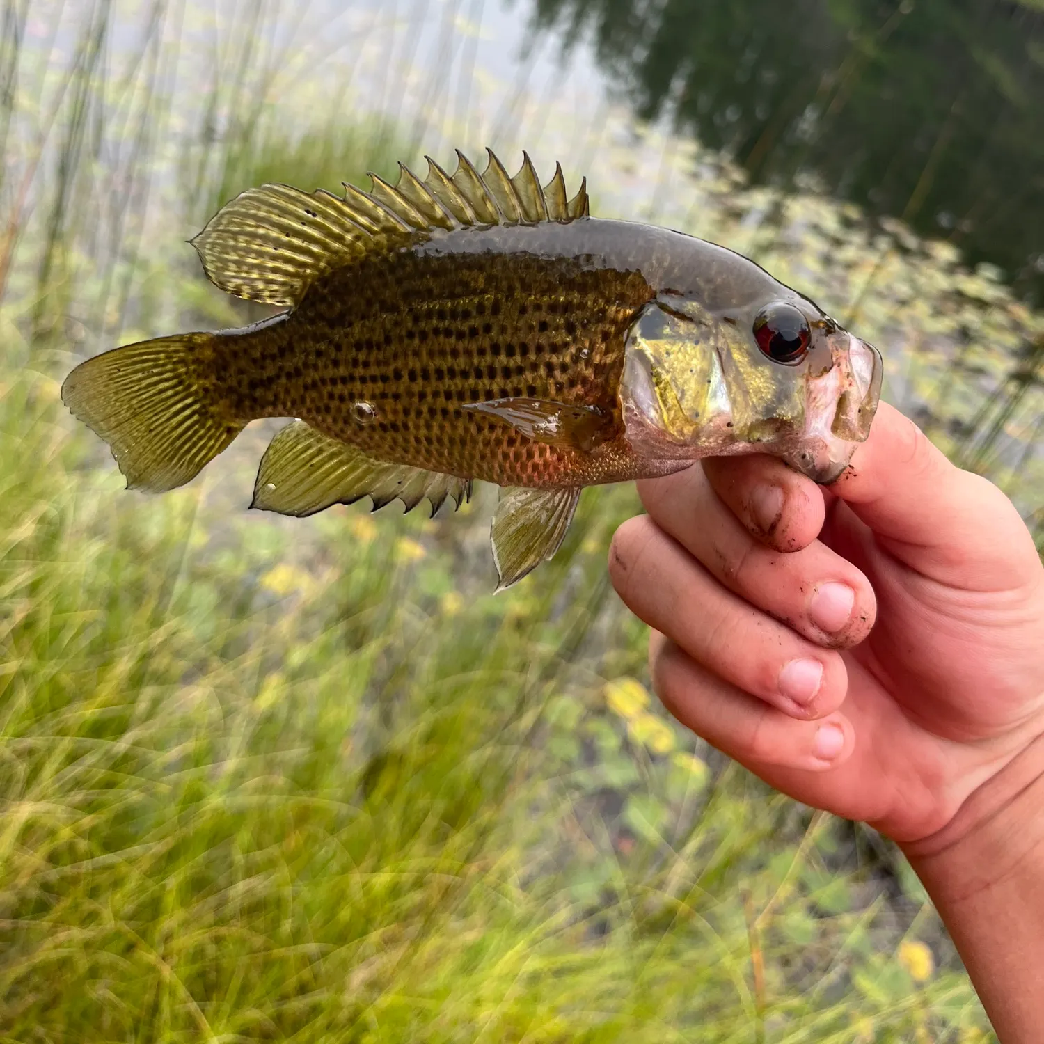 Rock bass caught on Fishbrain
