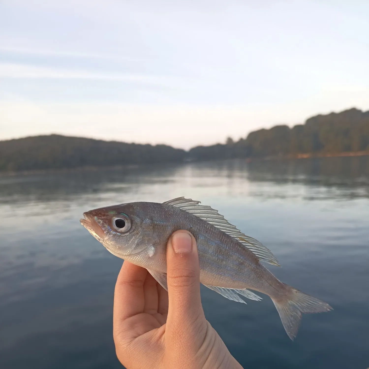 The most recent Bogue catches on Fishbrain