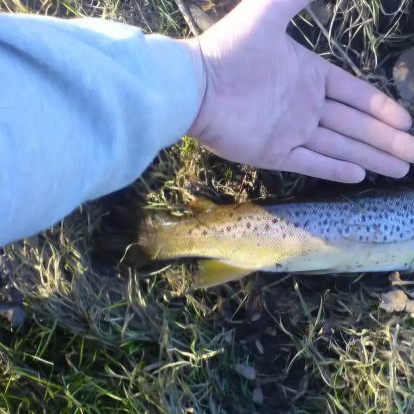 The most recent Lake trout catches on Fishbrain