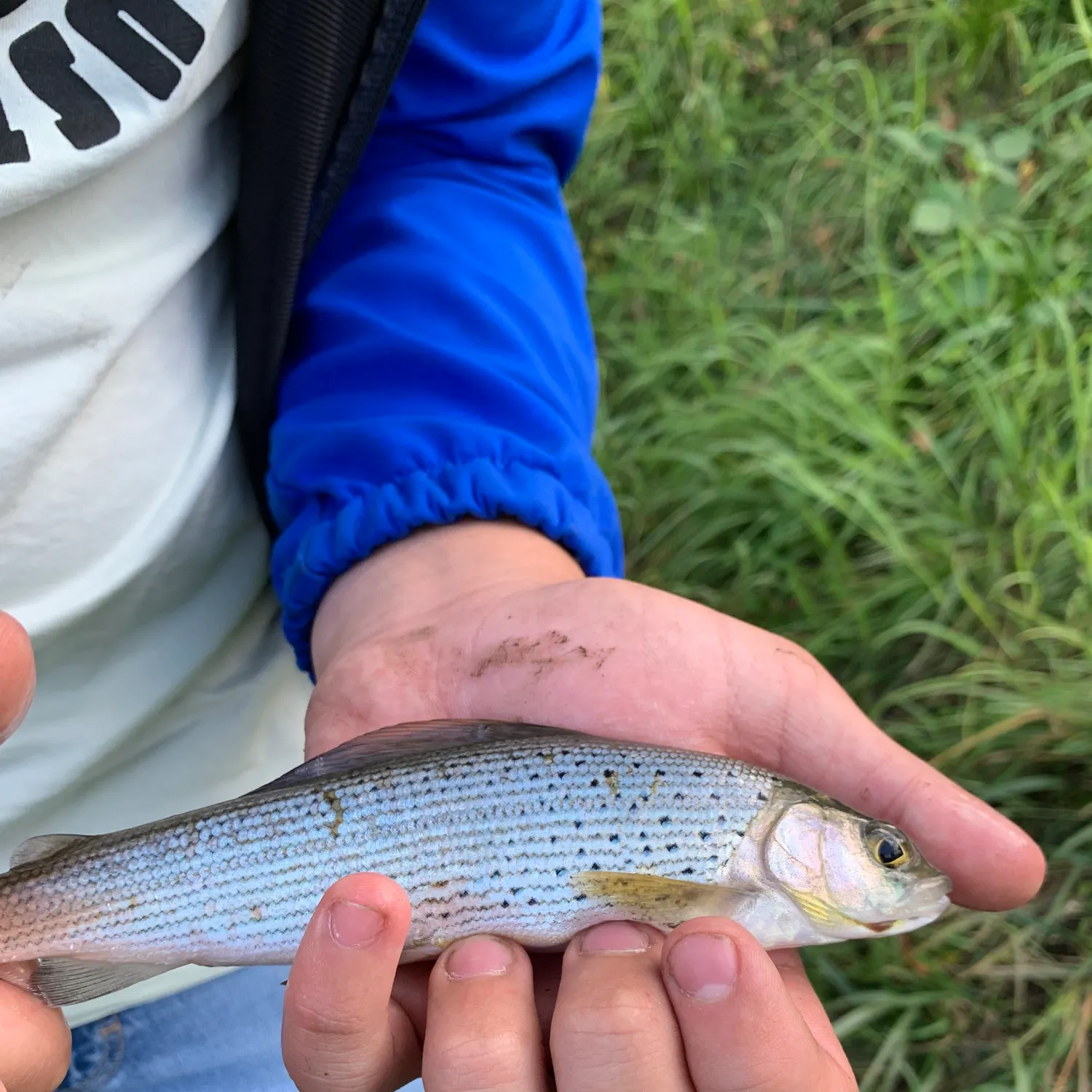 The most recent European grayling catches on Fishbrain
