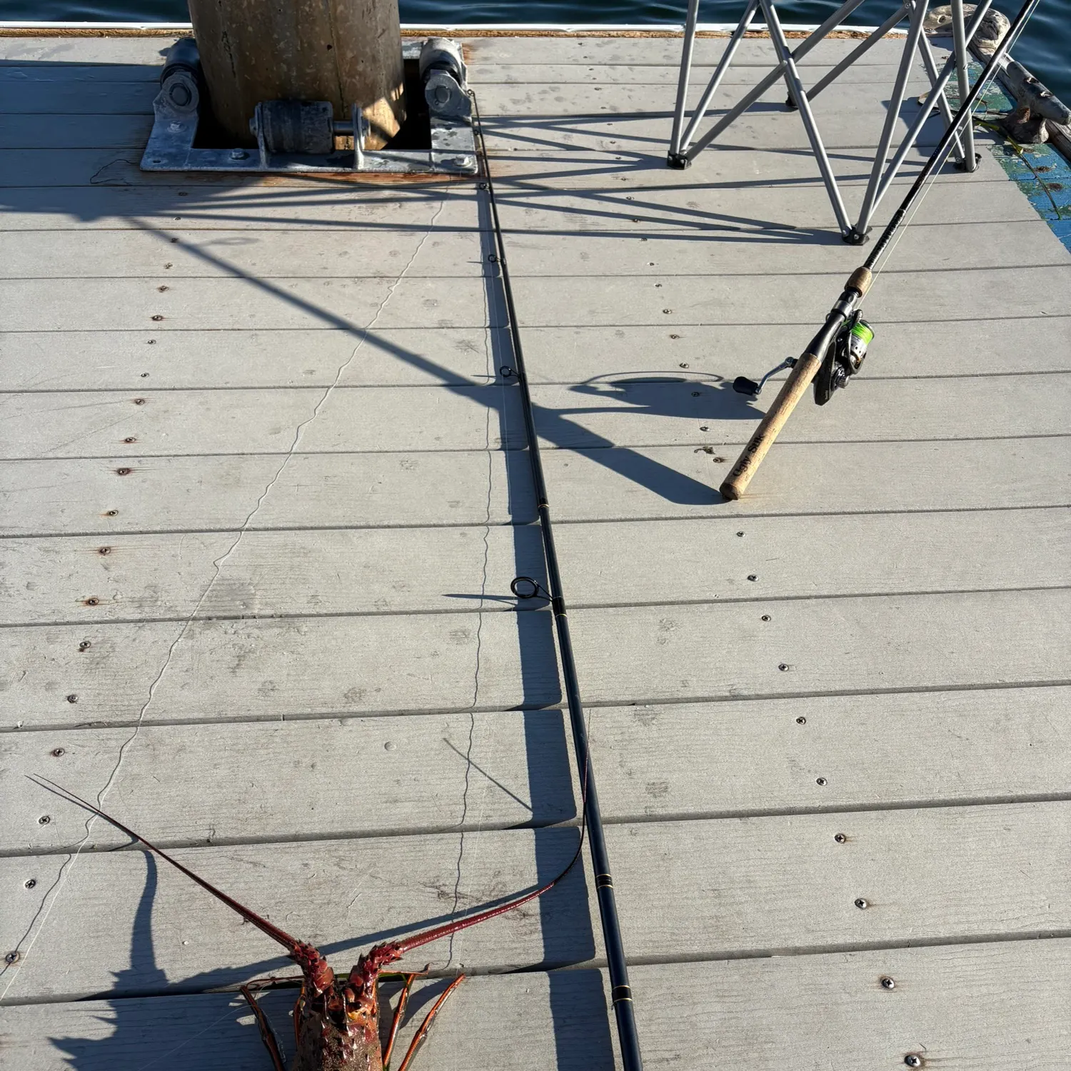 The most recent California spiny lobster catches on Fishbrain