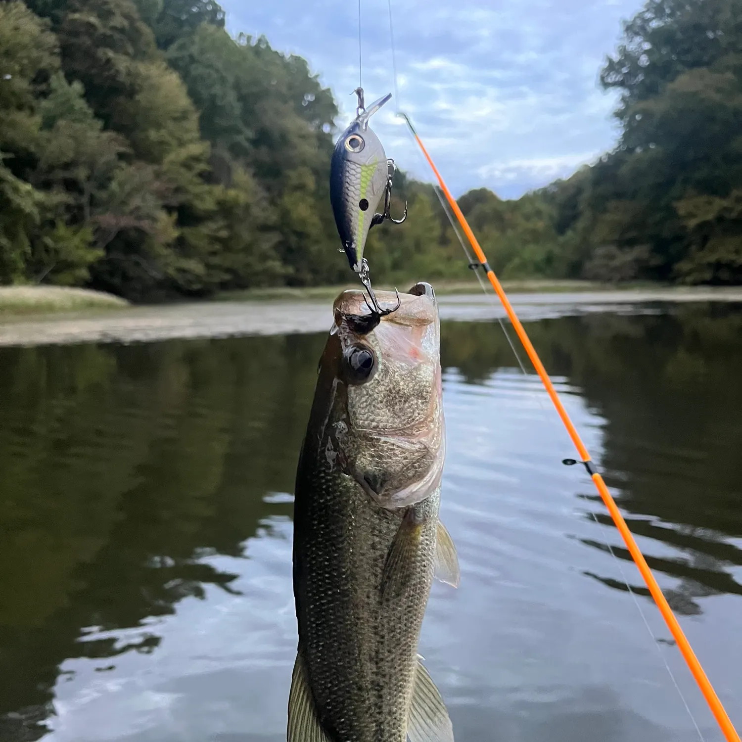 Largemouth bass caught on Fishbrain