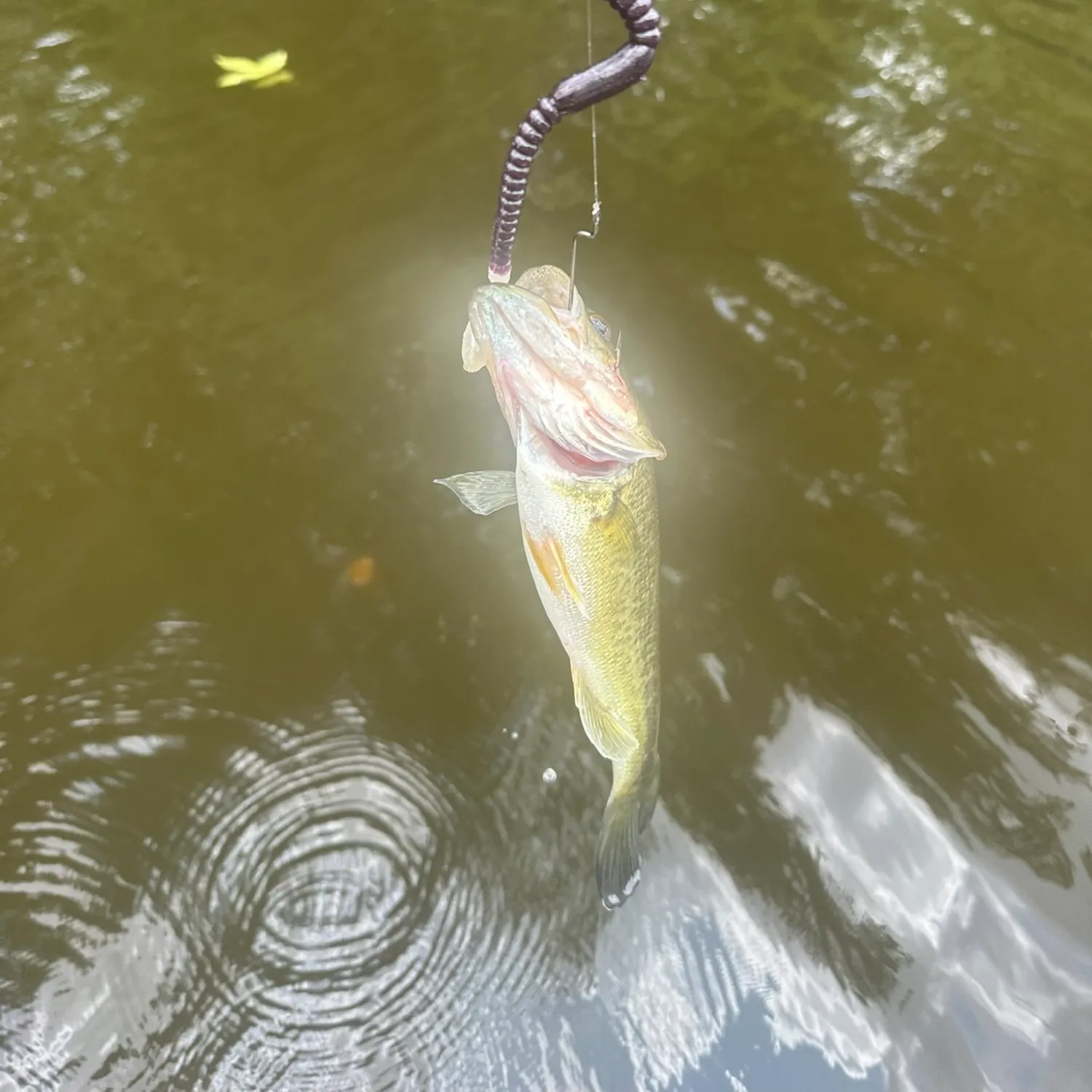 Largemouth bass caught on Fishbrain