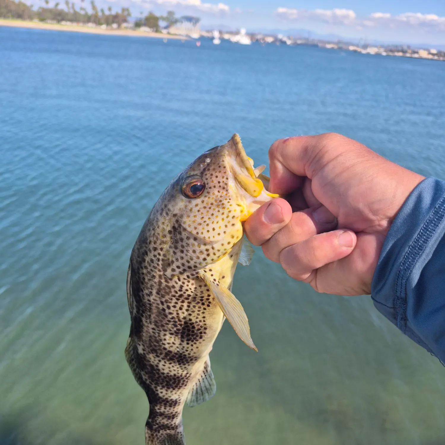 Spotted sand bass caught on Fishbrain