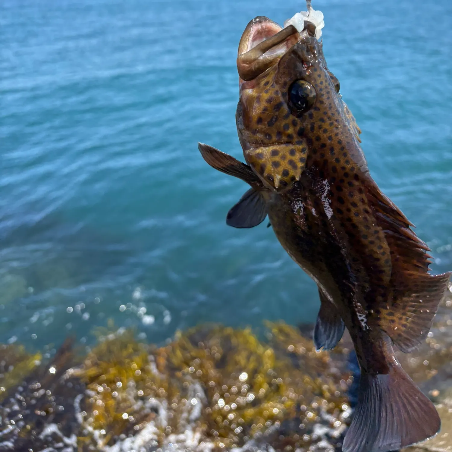 The most recent Eastern wirrah catches on Fishbrain